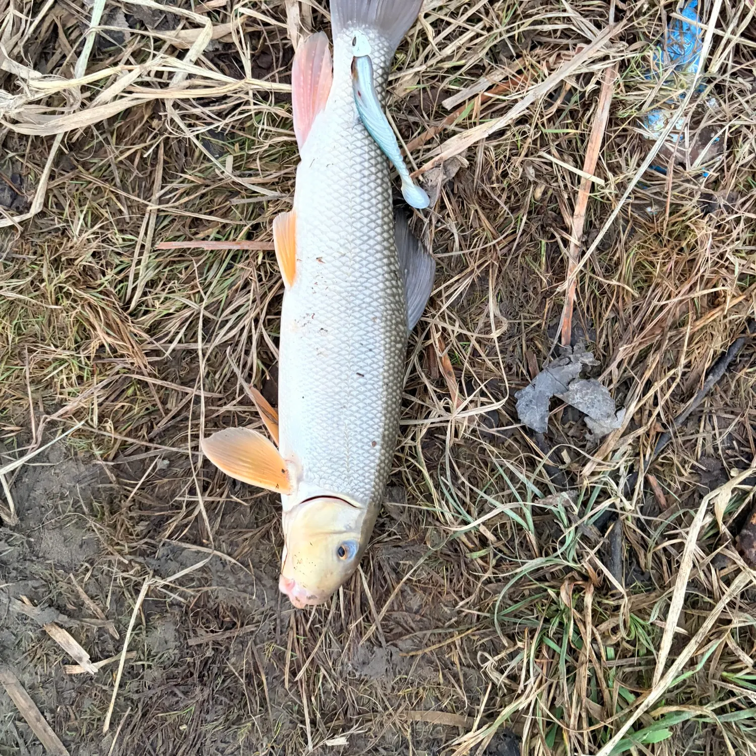 The most recent Golden redhorse catches on Fishbrain