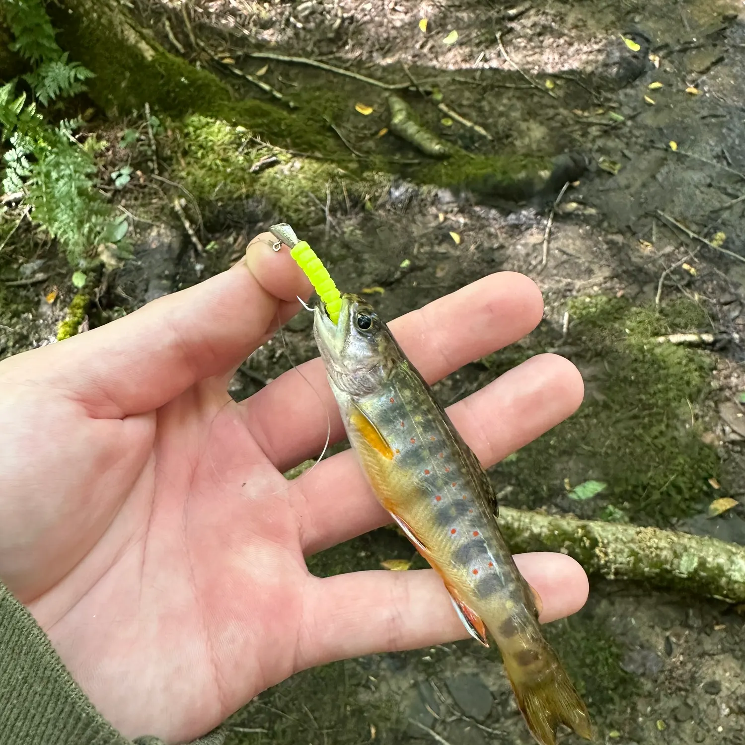 Brook trout caught on Fishbrain