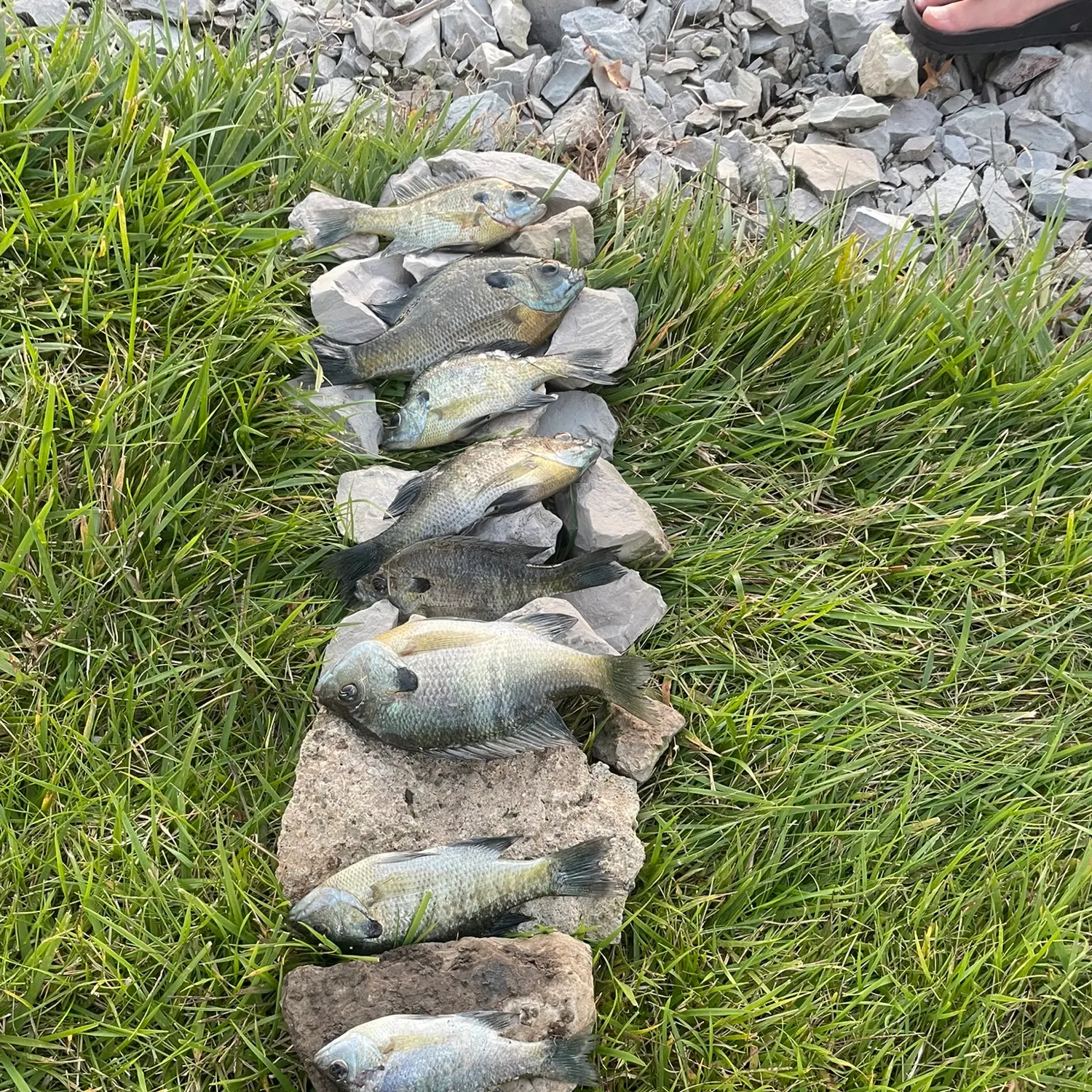 recently logged catches