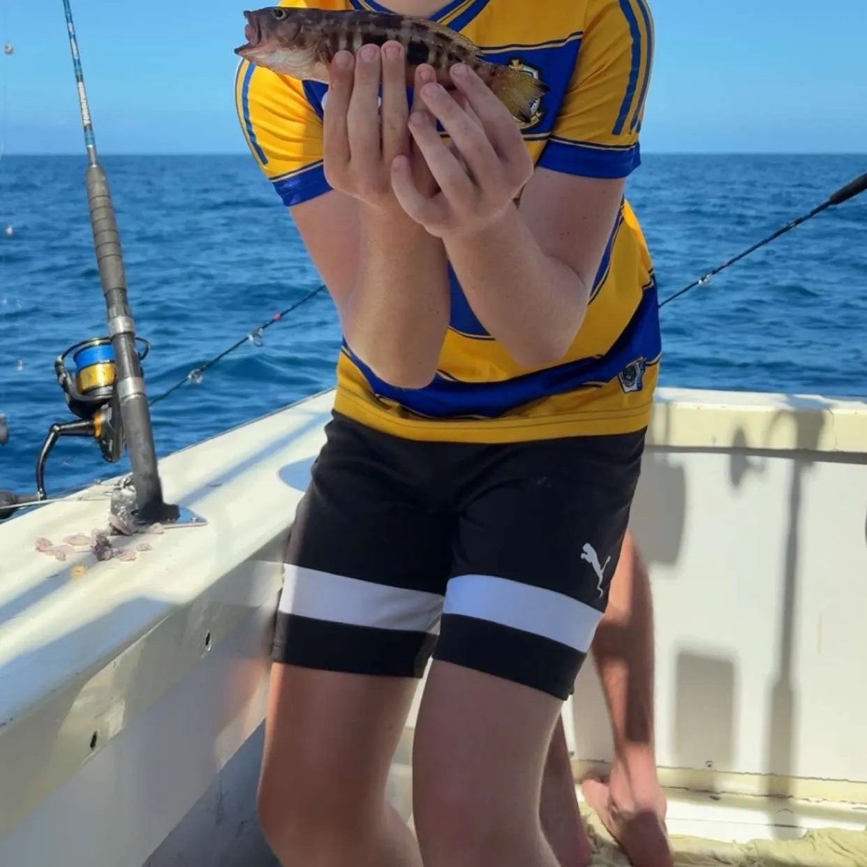 Atlantic bonito caught on Fishbrain