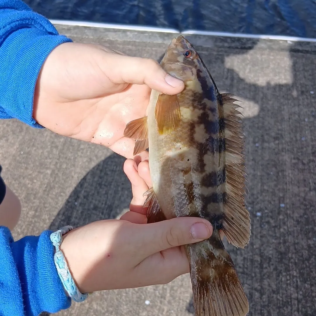 The most recent Rock wrasse catches on Fishbrain