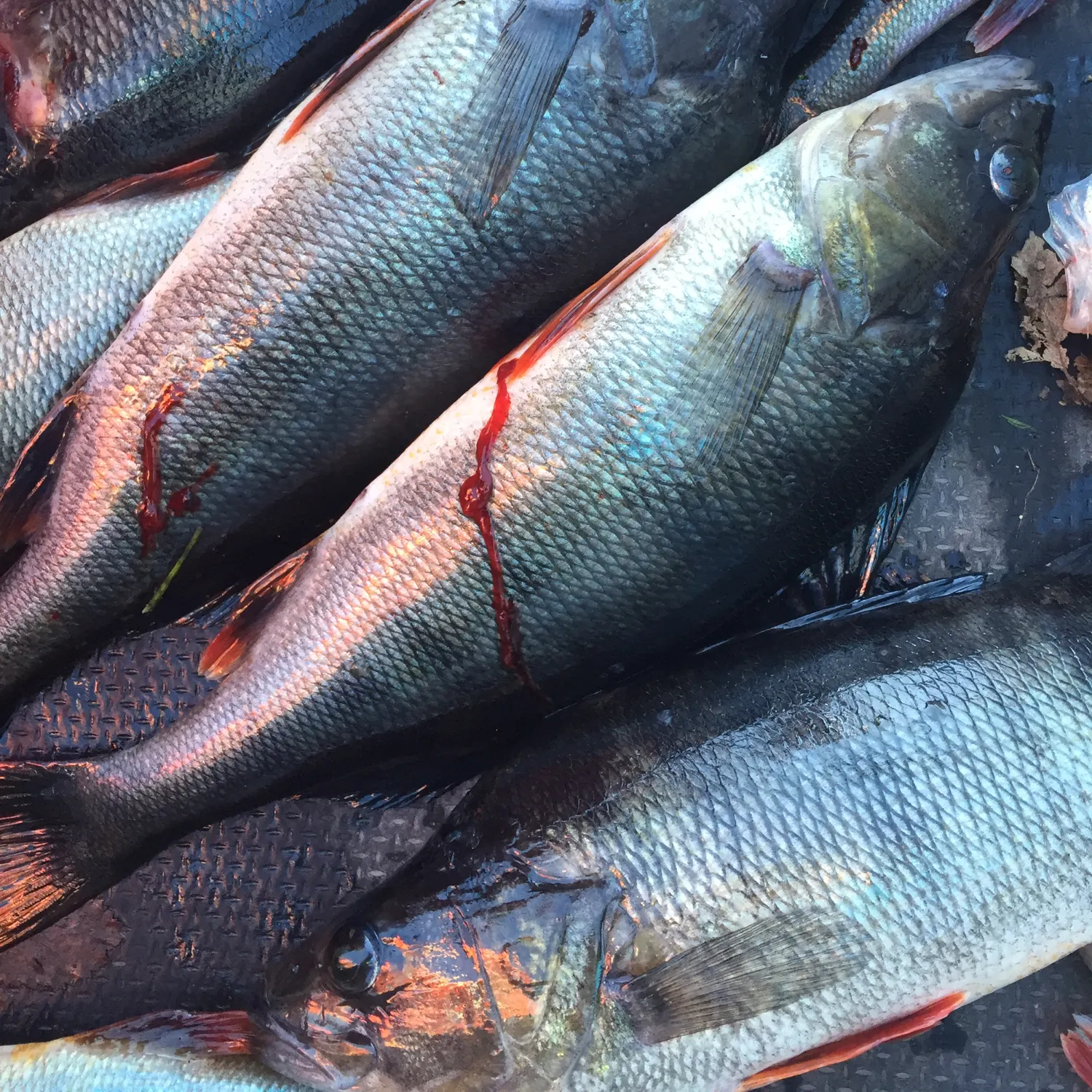 recently logged catches