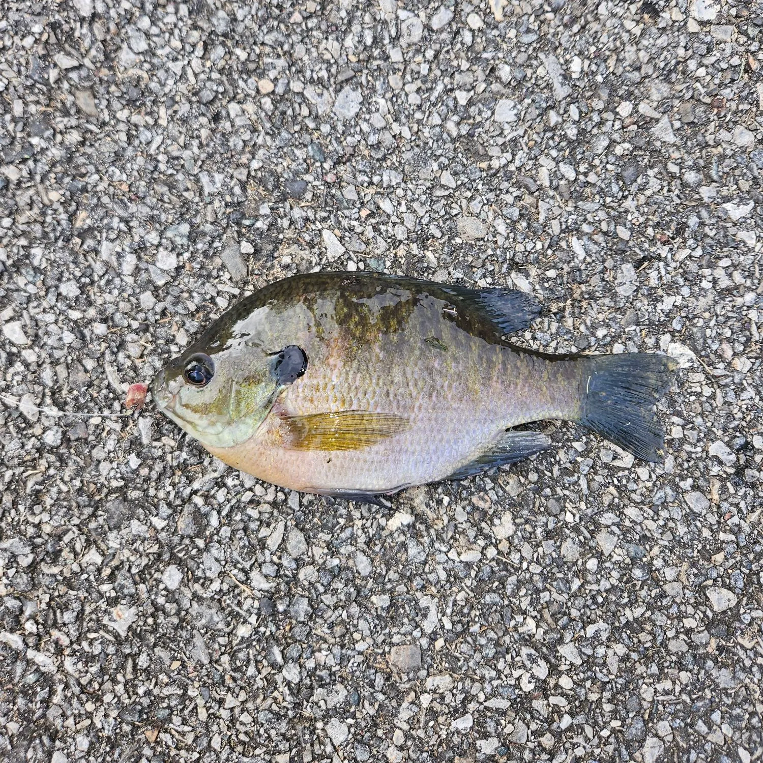 Bluegill caught on Fishbrain