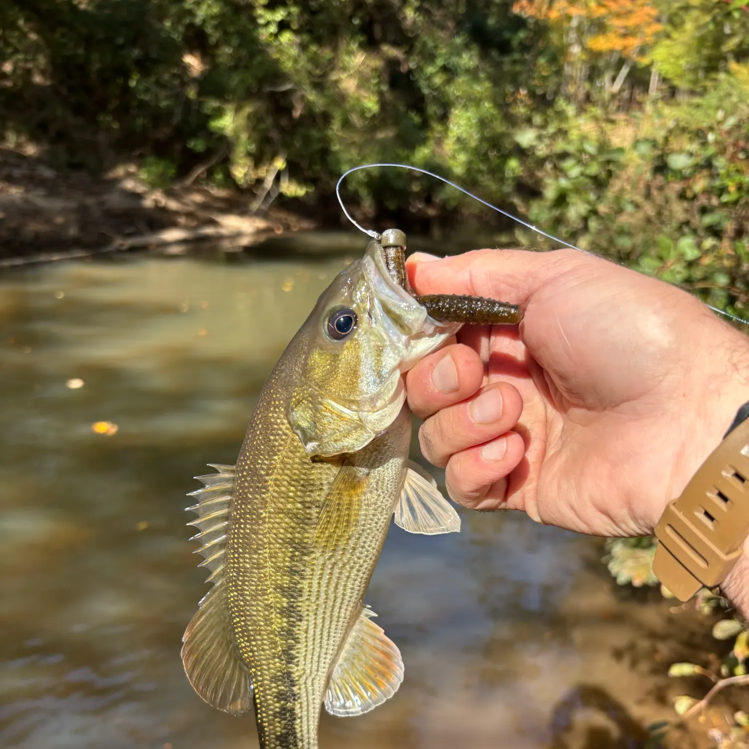 Chattahoochee bass caught on Fishbrain