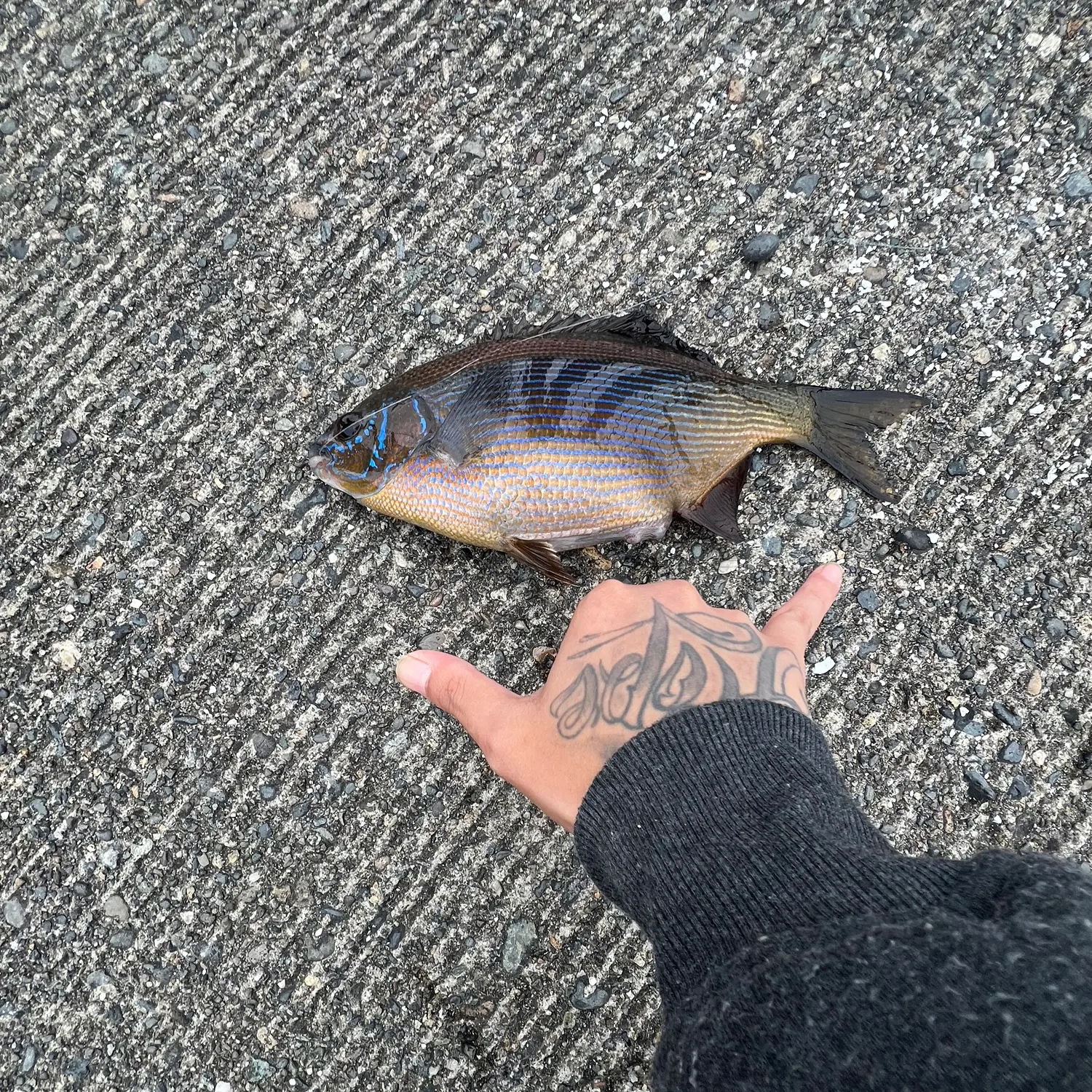 The most recent Striped seaperch catches on Fishbrain