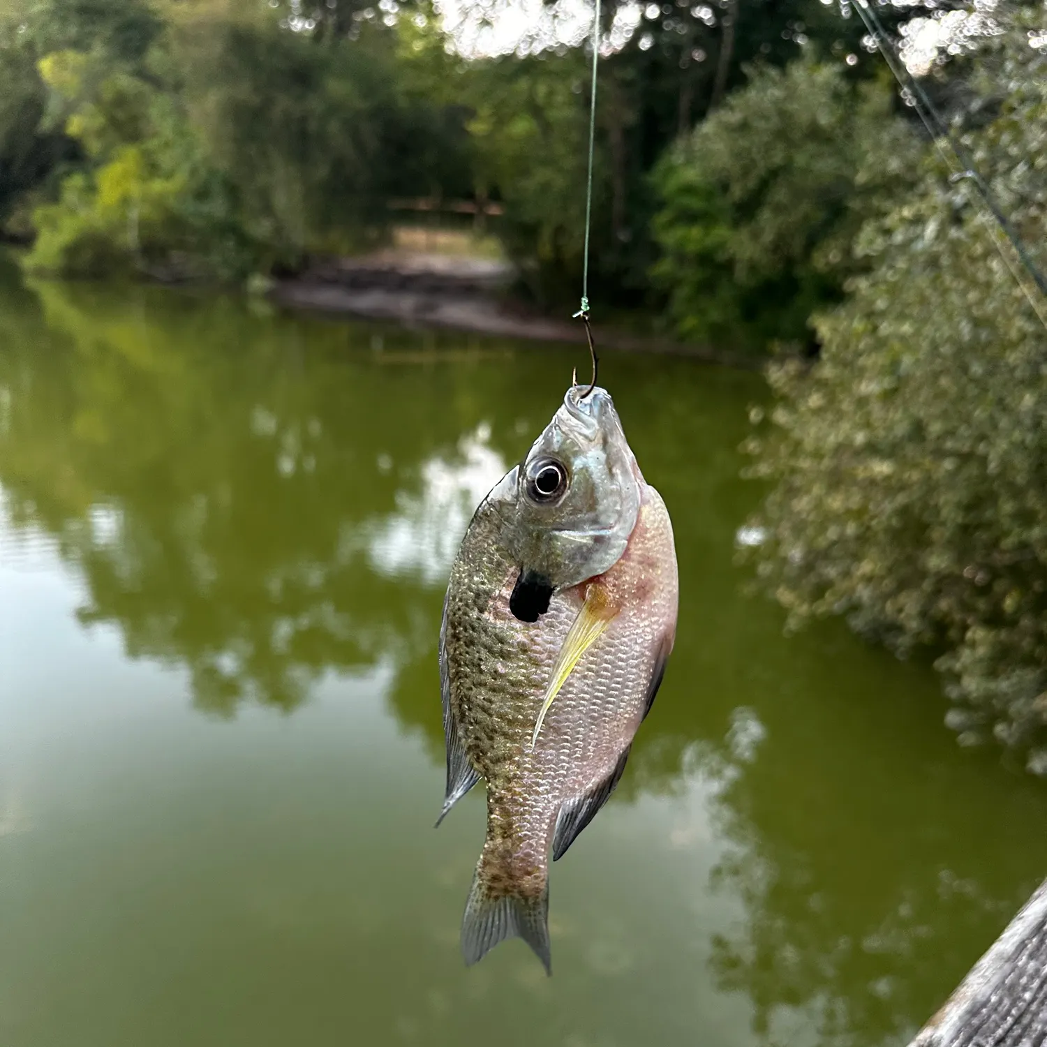 Bluegill caught on Fishbrain