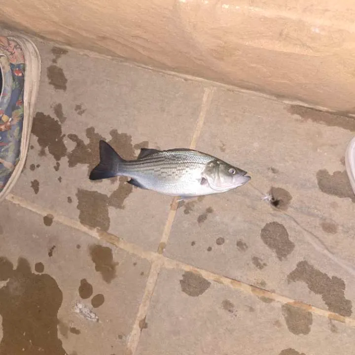 Wiper caught on Fishbrain