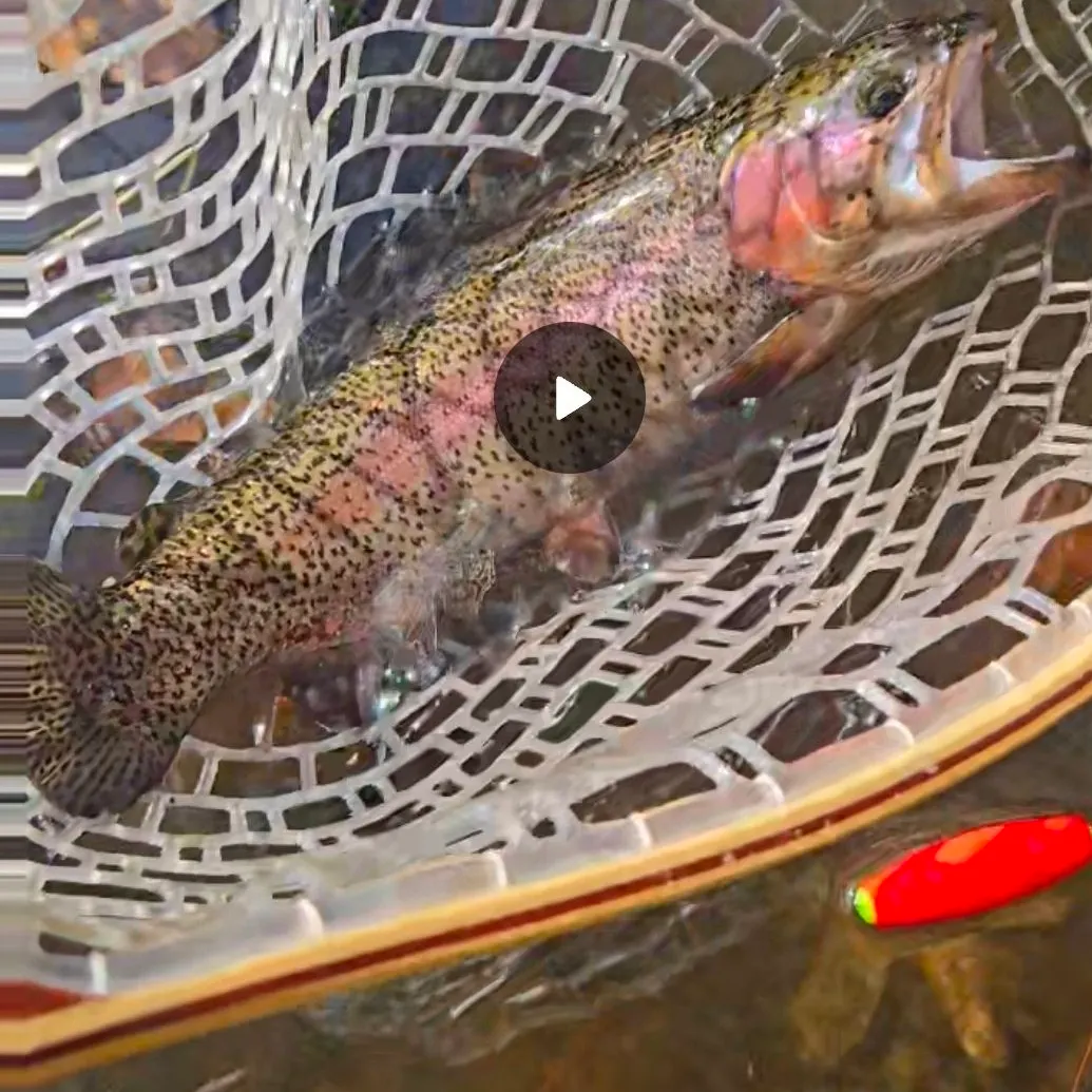 Rainbow trout caught on Fishbrain
