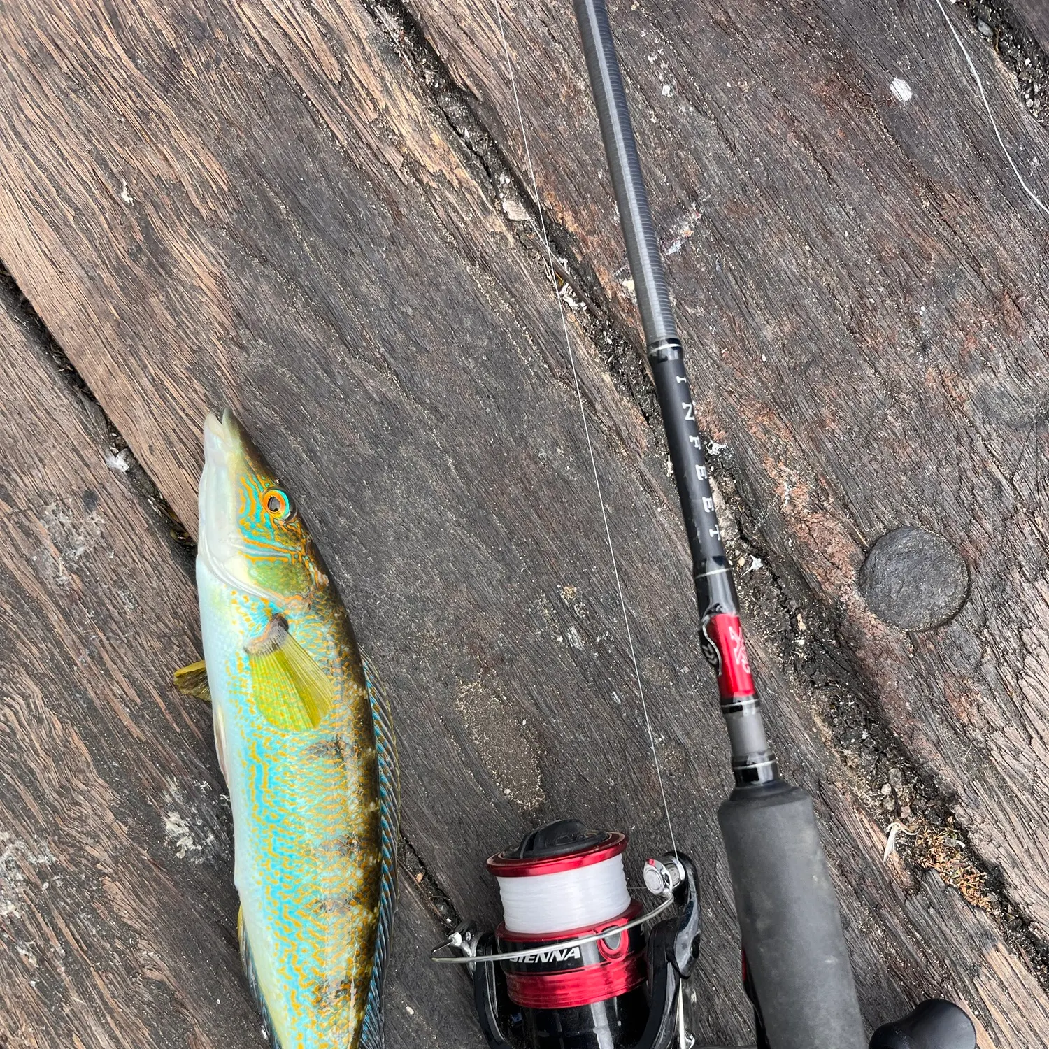 Blue weed whiting caught on Fishbrain