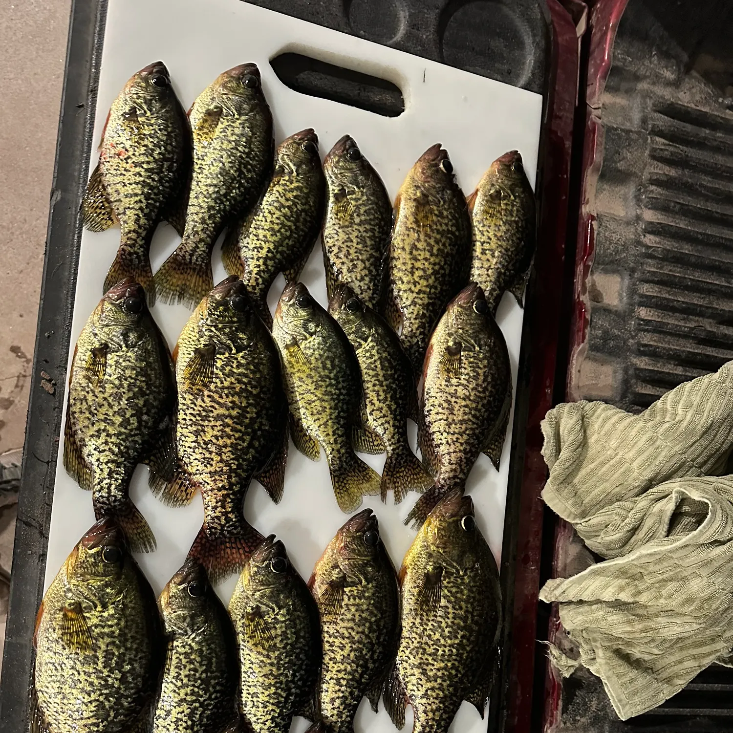 recently logged catches