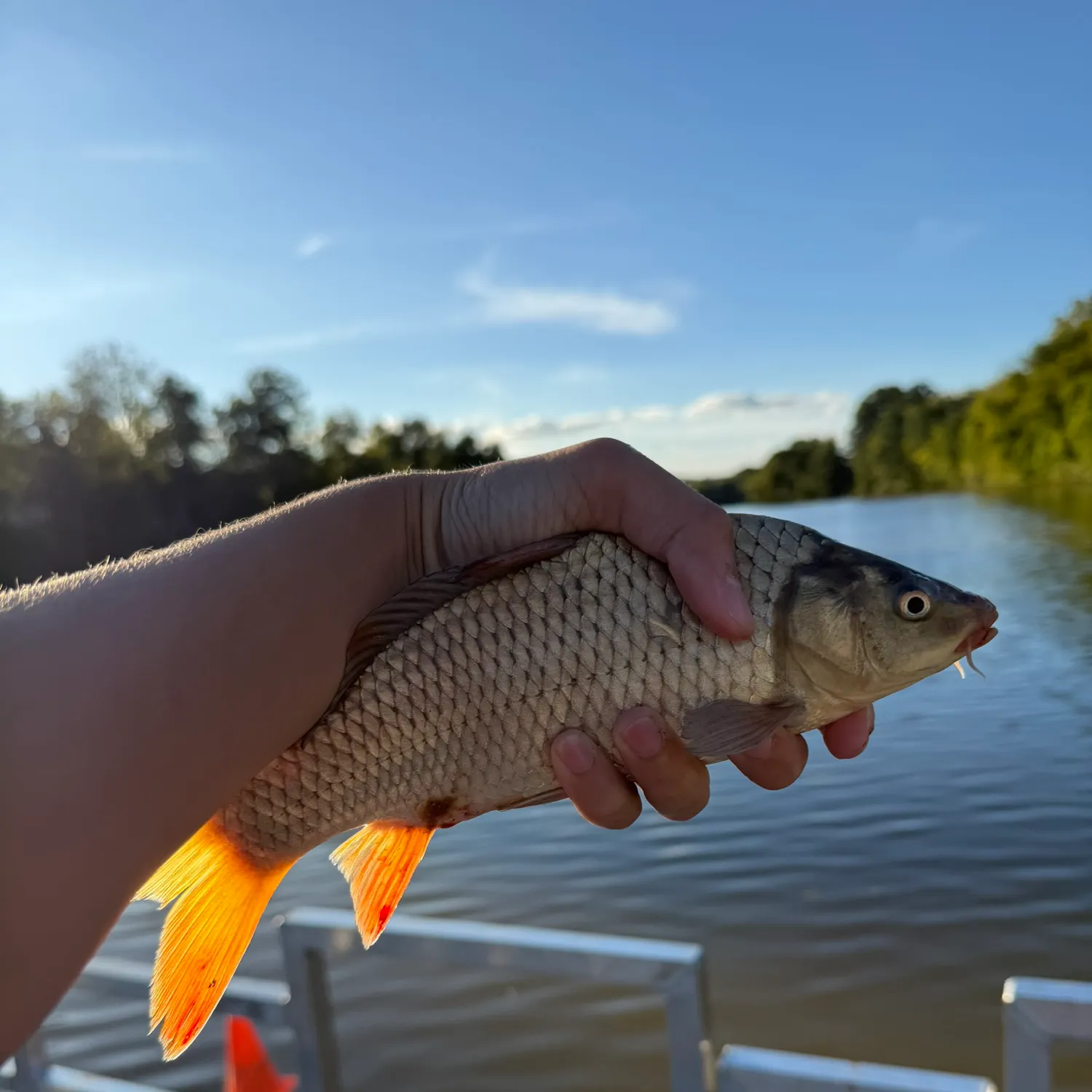 Common carp caught on Fishbrain