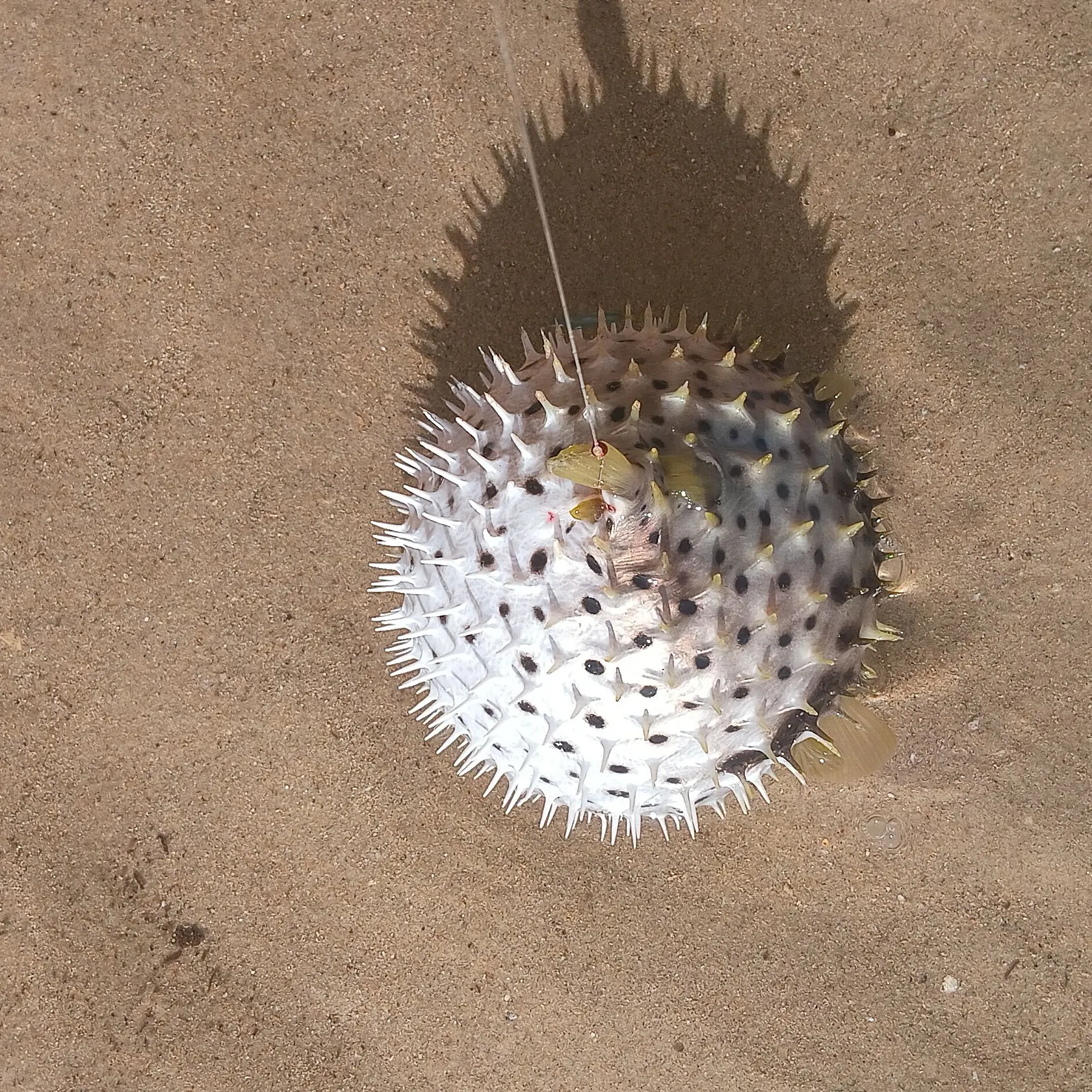 The most recent Milkspotted puffer catches on Fishbrain