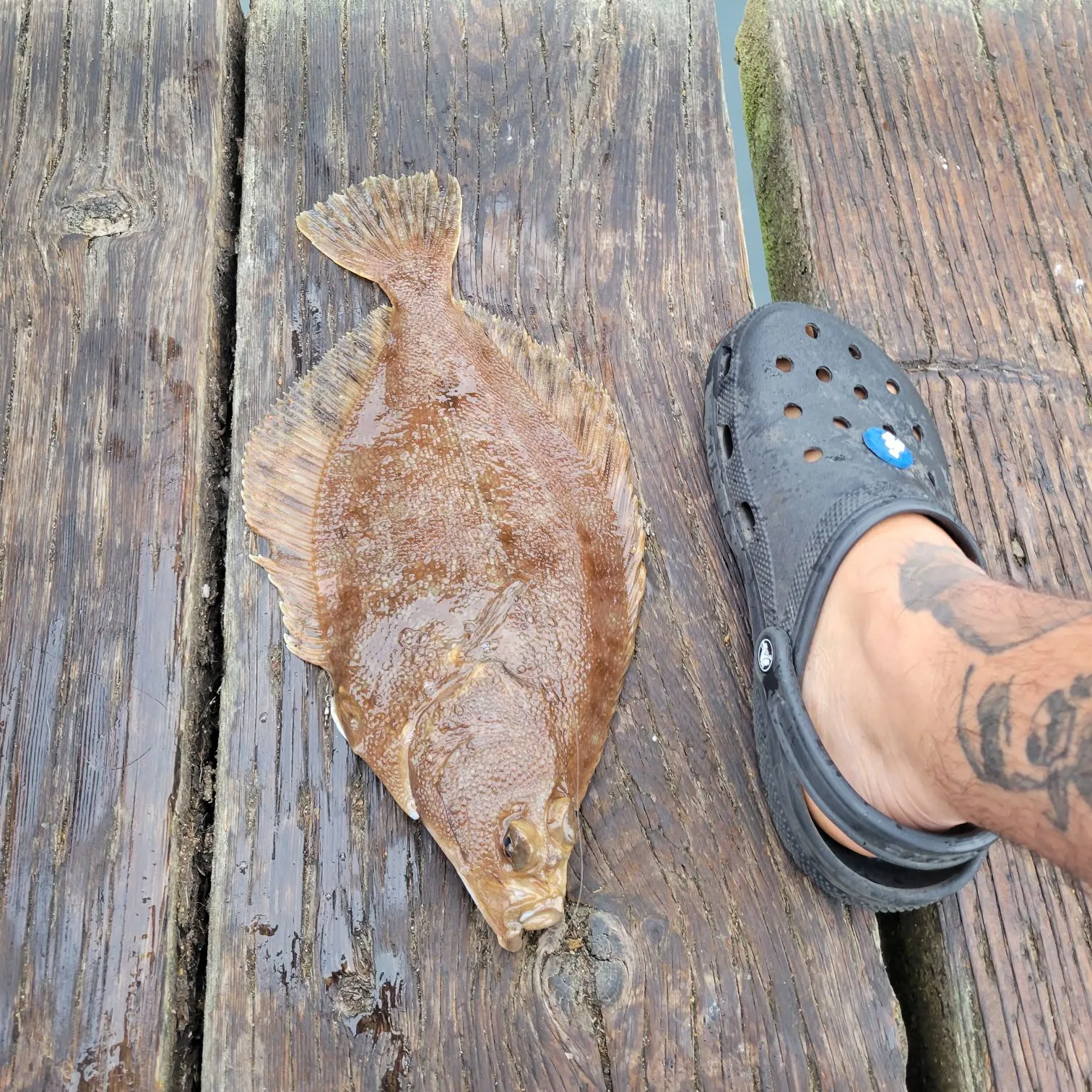 The most recent Northern rock sole catches on Fishbrain