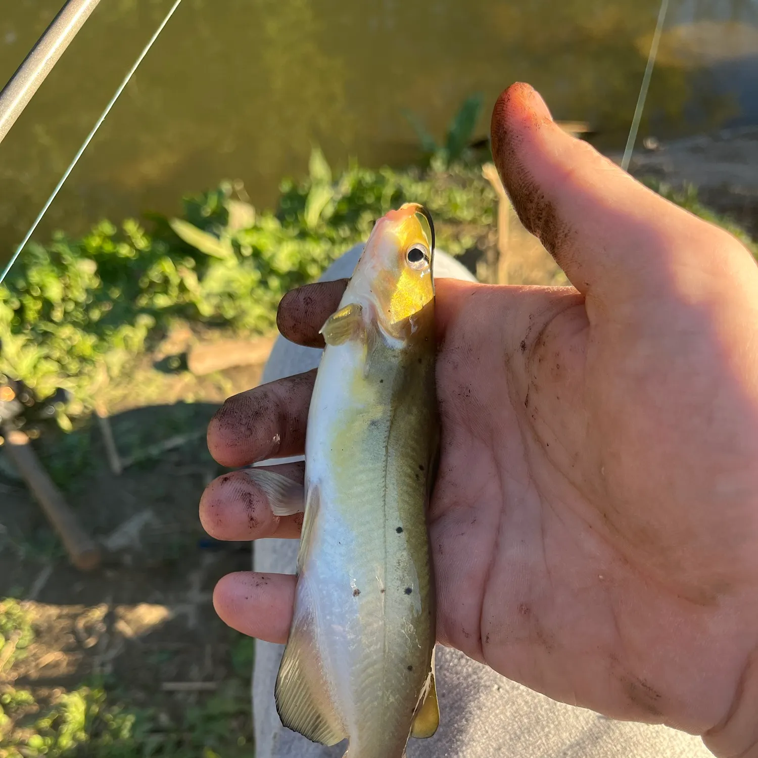 Channel catfish caught on Fishbrain
