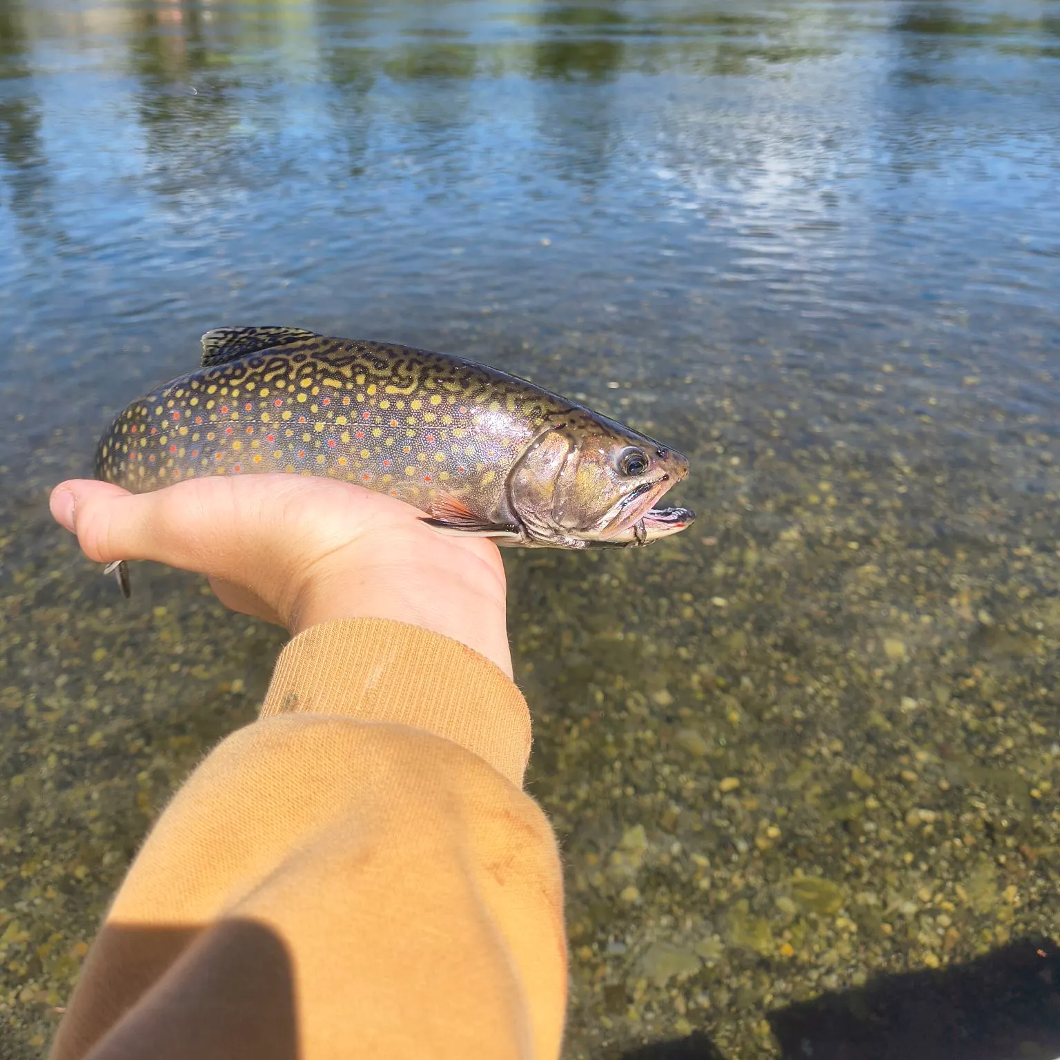 Brook trout caught on Fishbrain