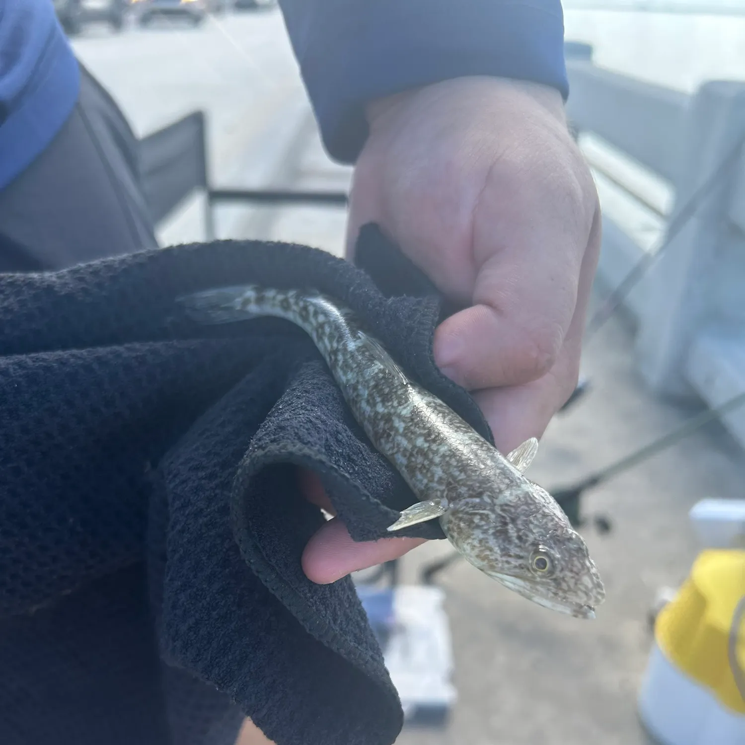 Inshore lizardfish caught on Fishbrain
