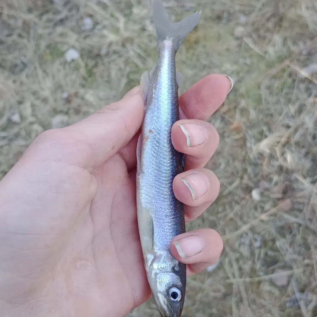 The most recent Australian grayling catches on Fishbrain