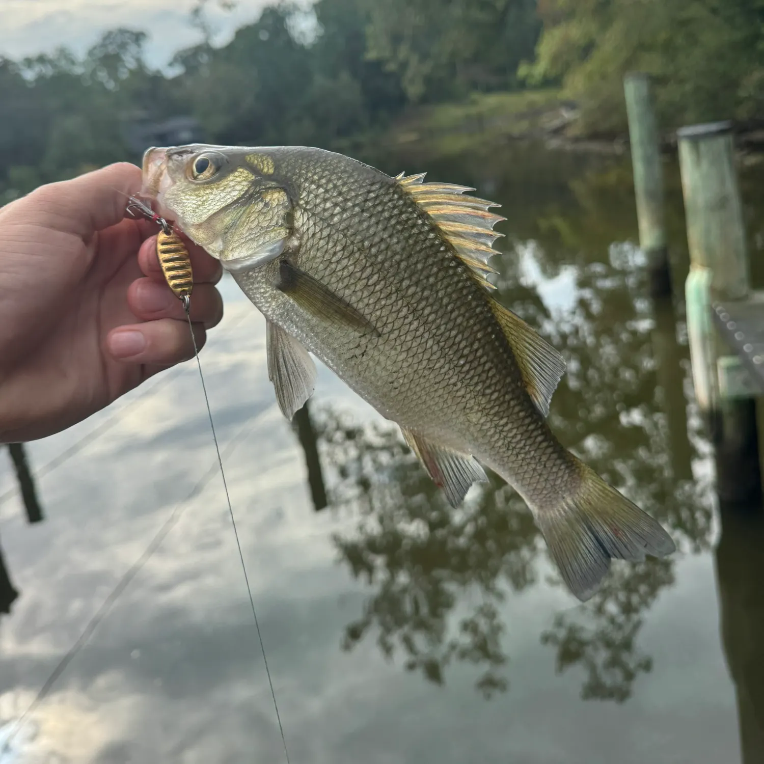 White perch caught on Fishbrain
