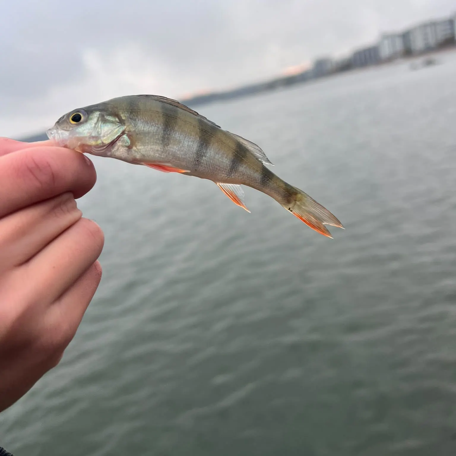European perch caught on Fishbrain