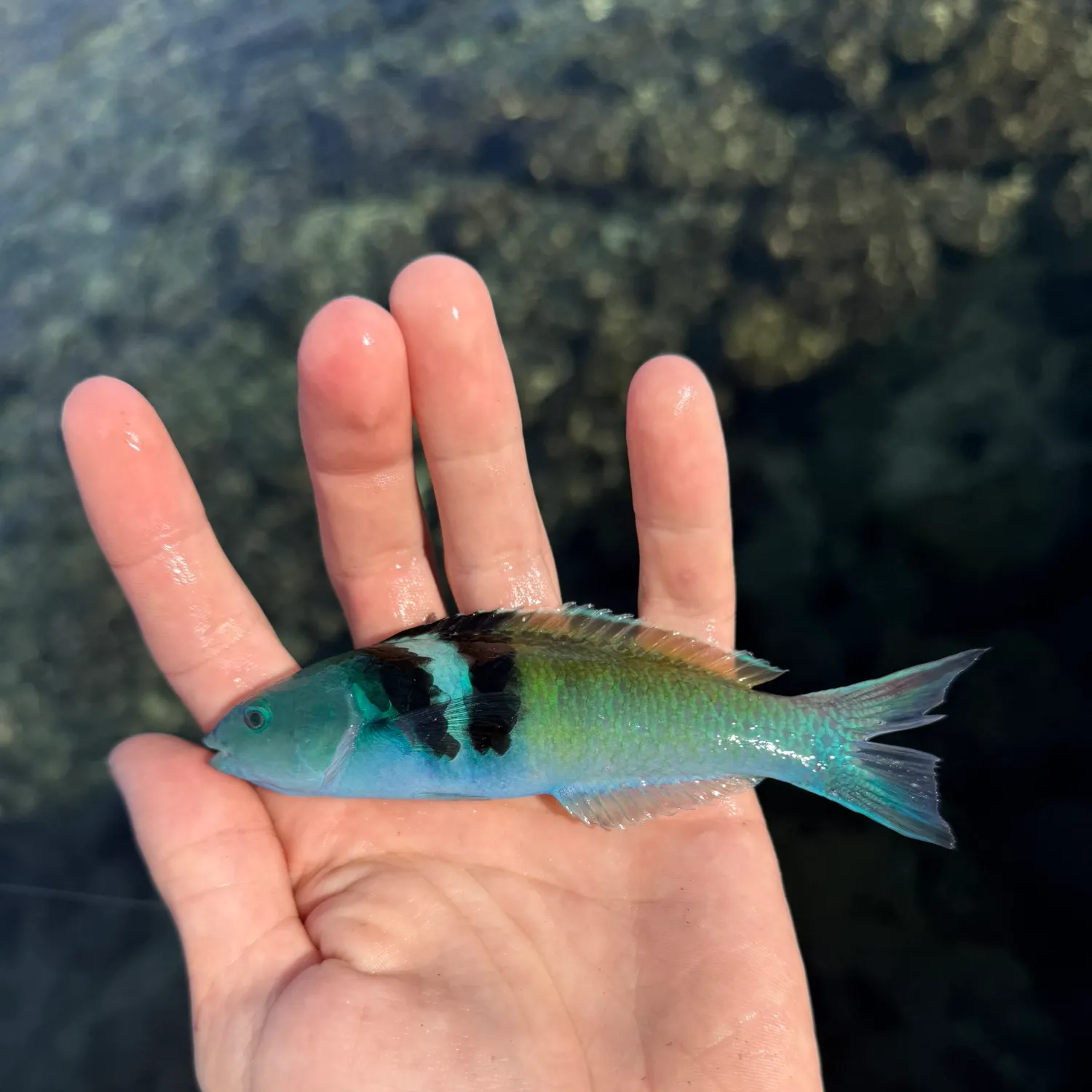 The most recent Bluehead catches on Fishbrain