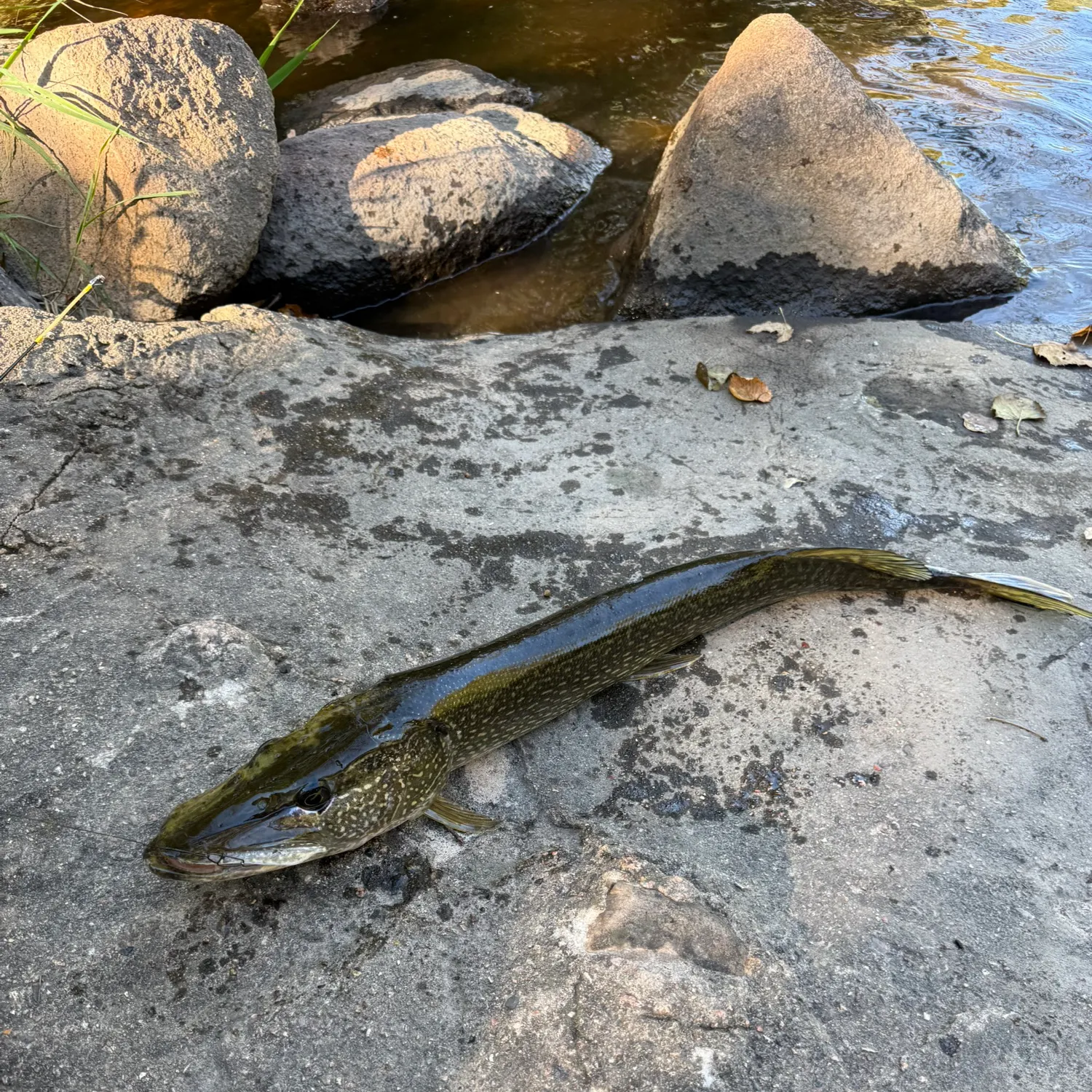 Northern pike caught on Fishbrain