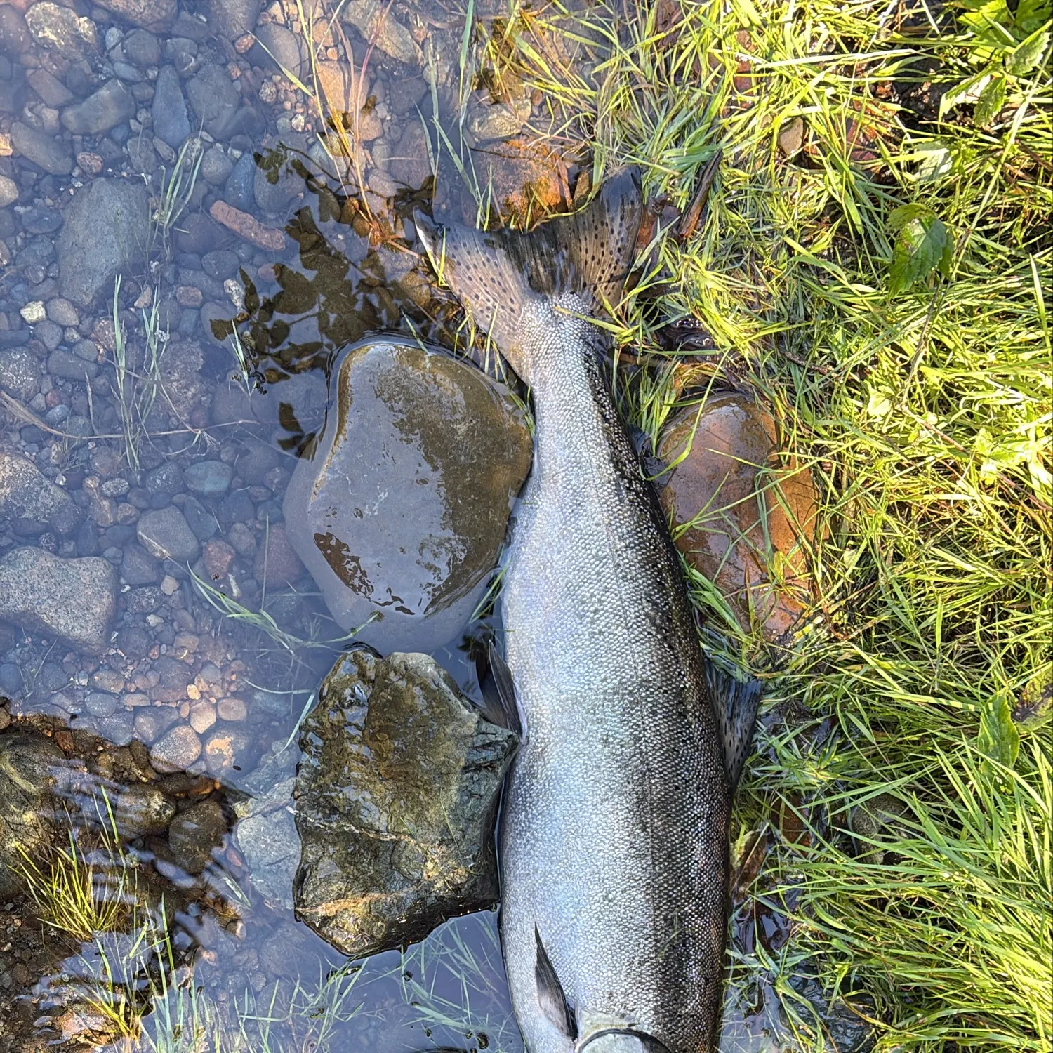Chinook salmon caught on Fishbrain