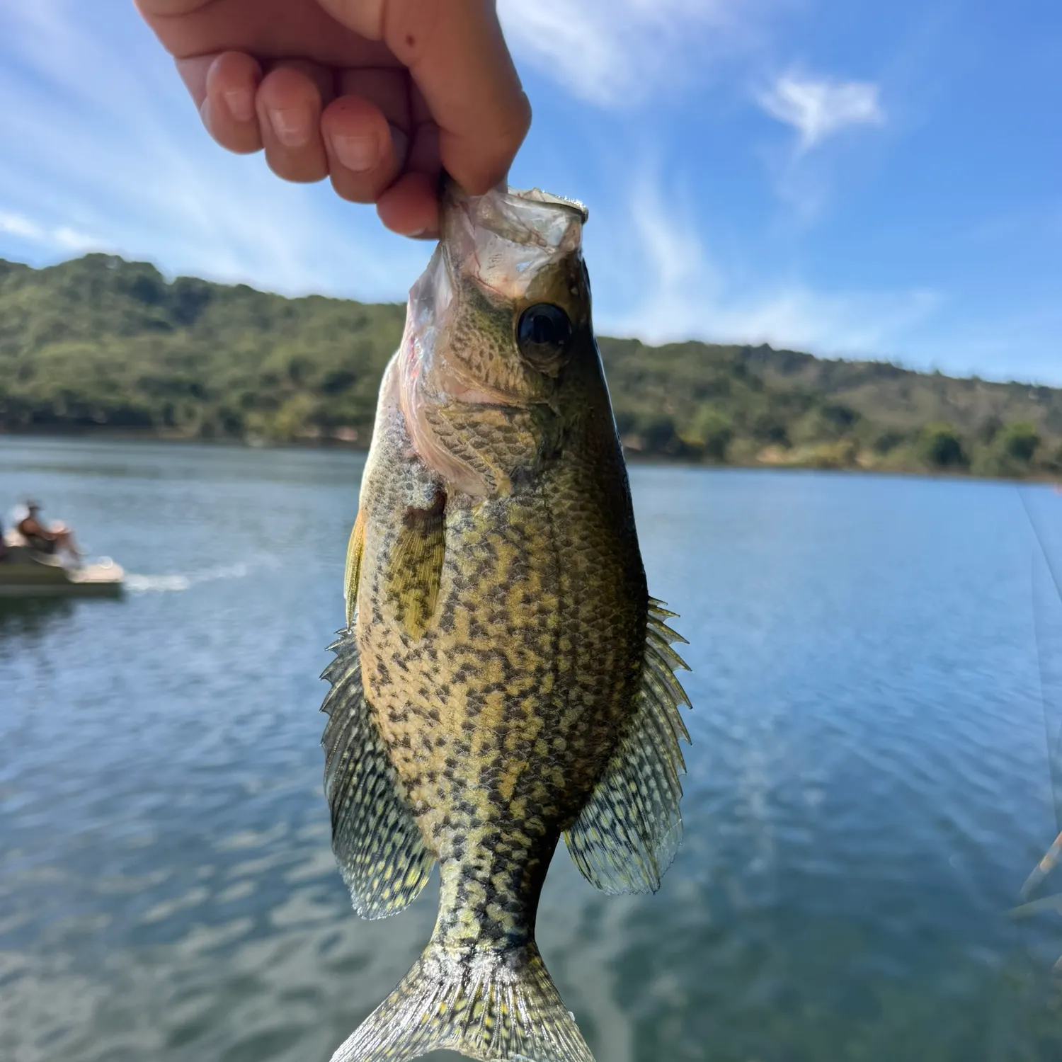 Black crappie caught on Fishbrain