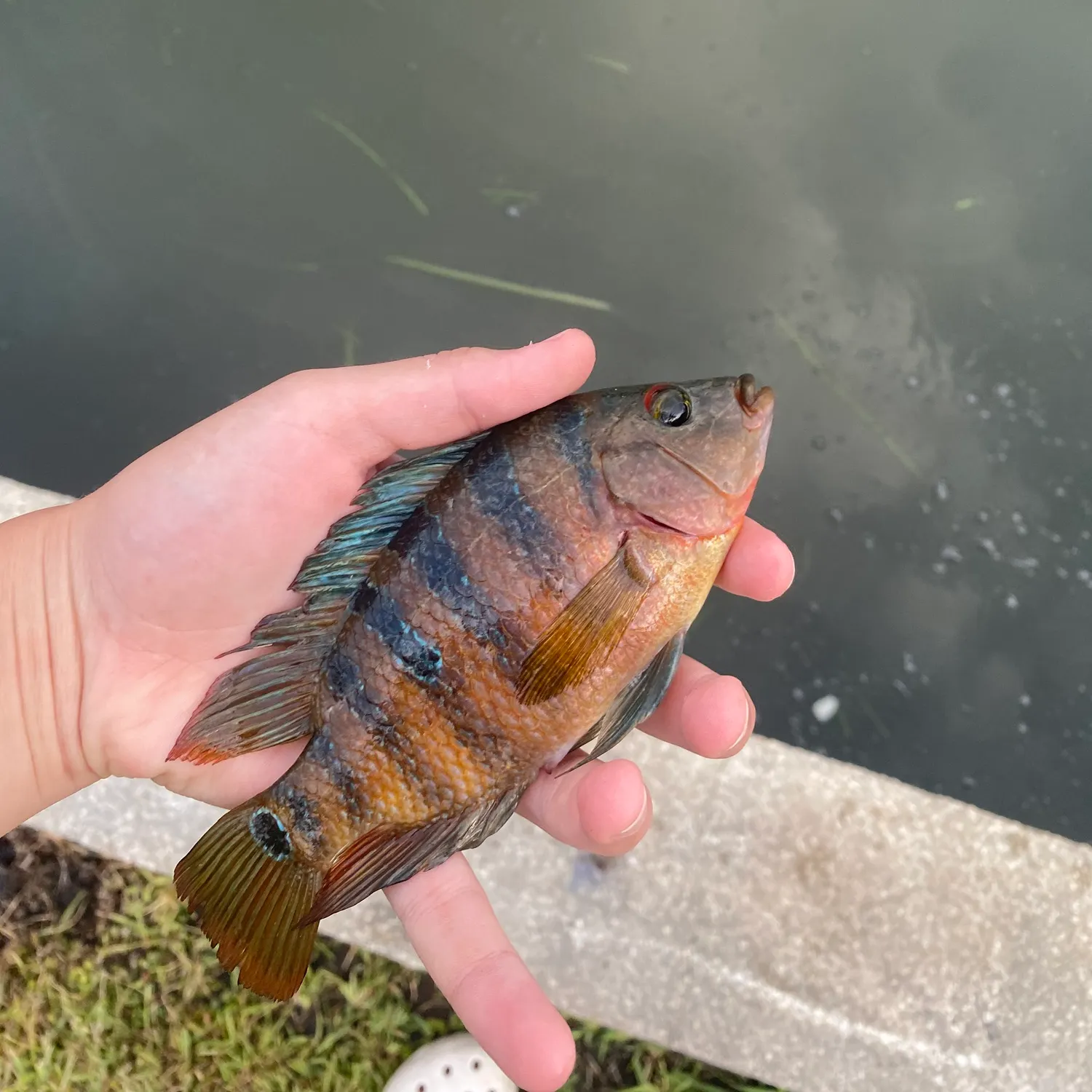 The most recent Mayan cichlid catches on Fishbrain