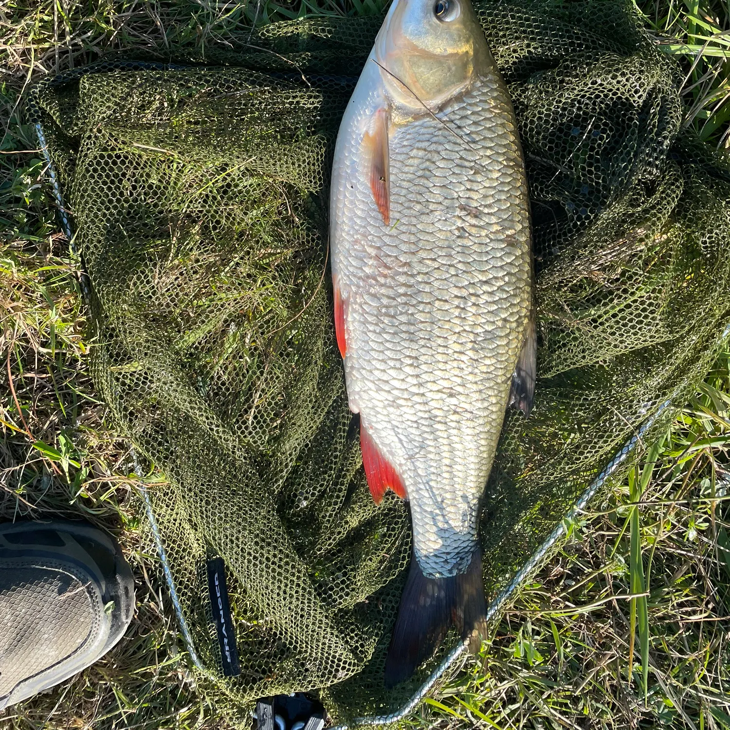 The most recent Ide catches on Fishbrain