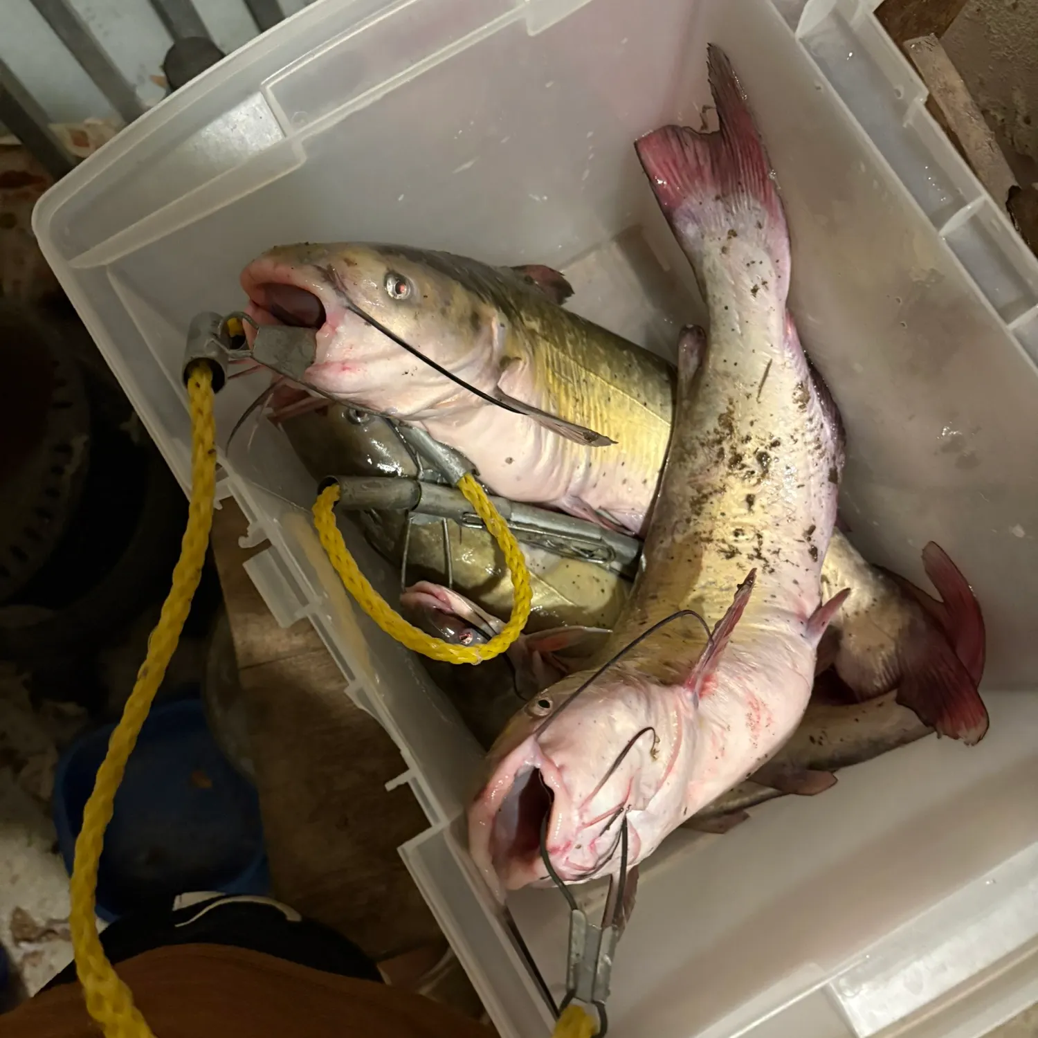 catch
