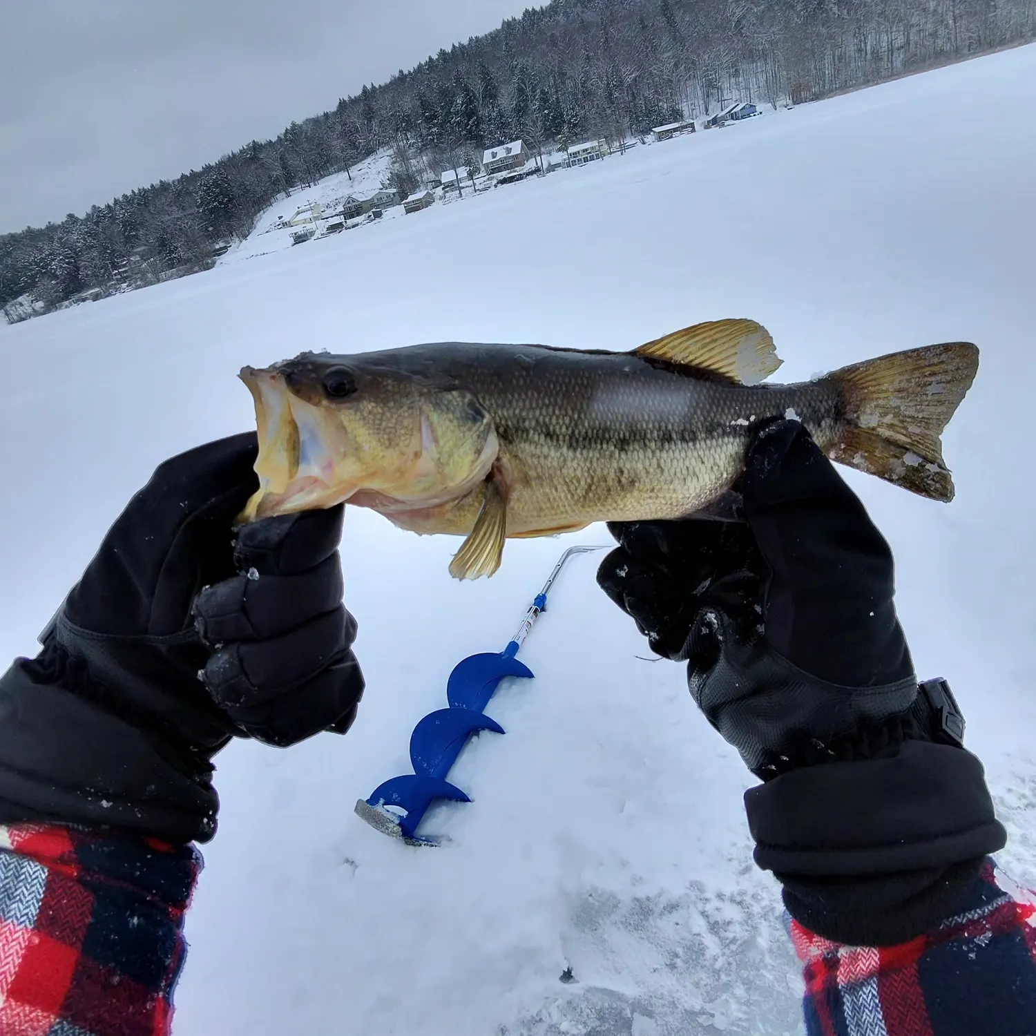 The most recent Largemouth bass catches on Fishbrain