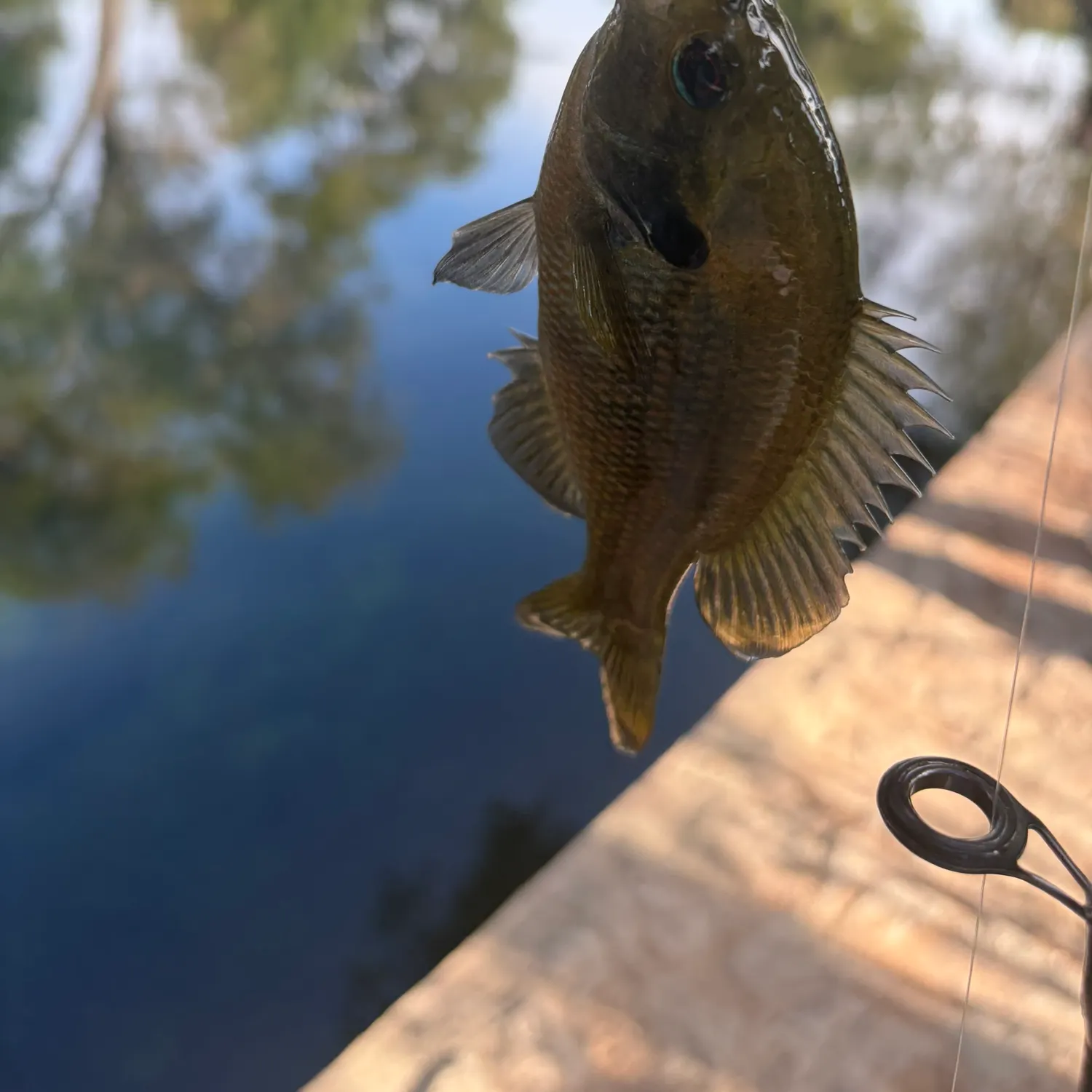 Bluegill caught on Fishbrain