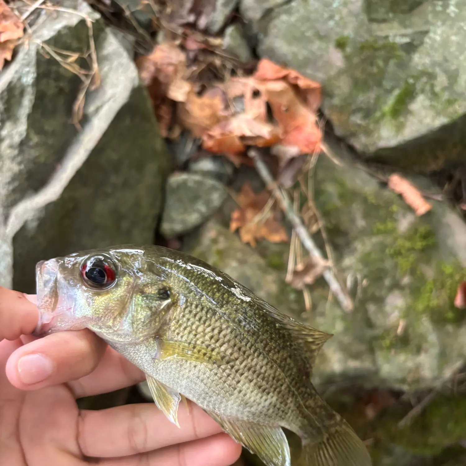 Rock bass caught on Fishbrain