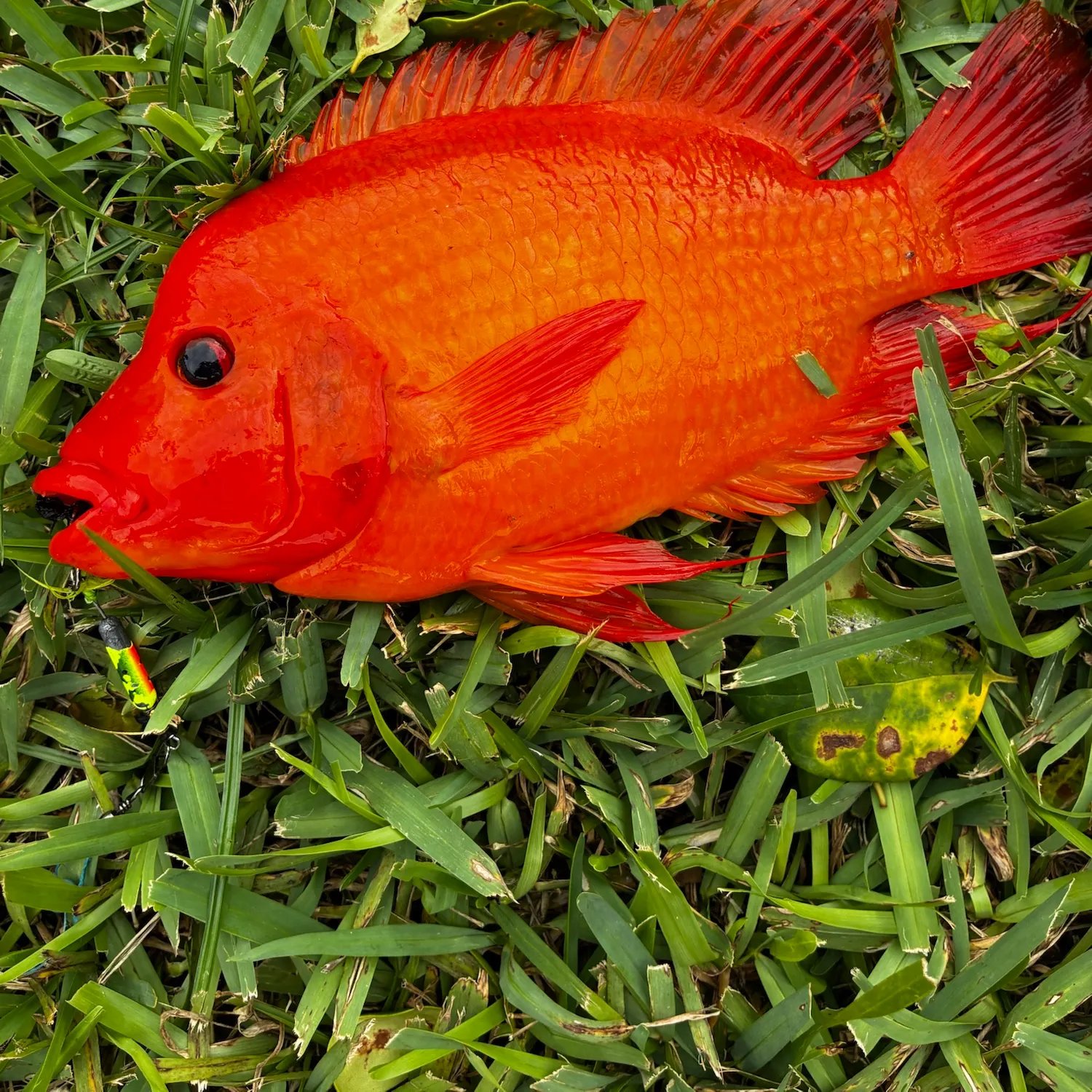 Goldfish caught on Fishbrain