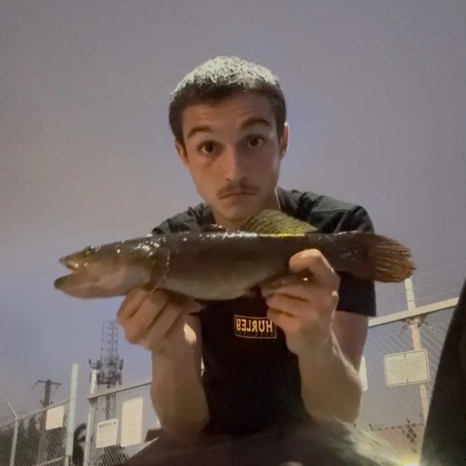 The most recent Bigmouth sleeper catches on Fishbrain