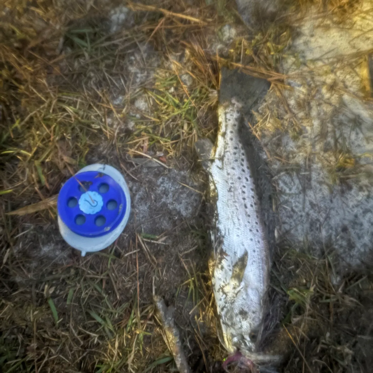 Spotted seatrout caught on Fishbrain