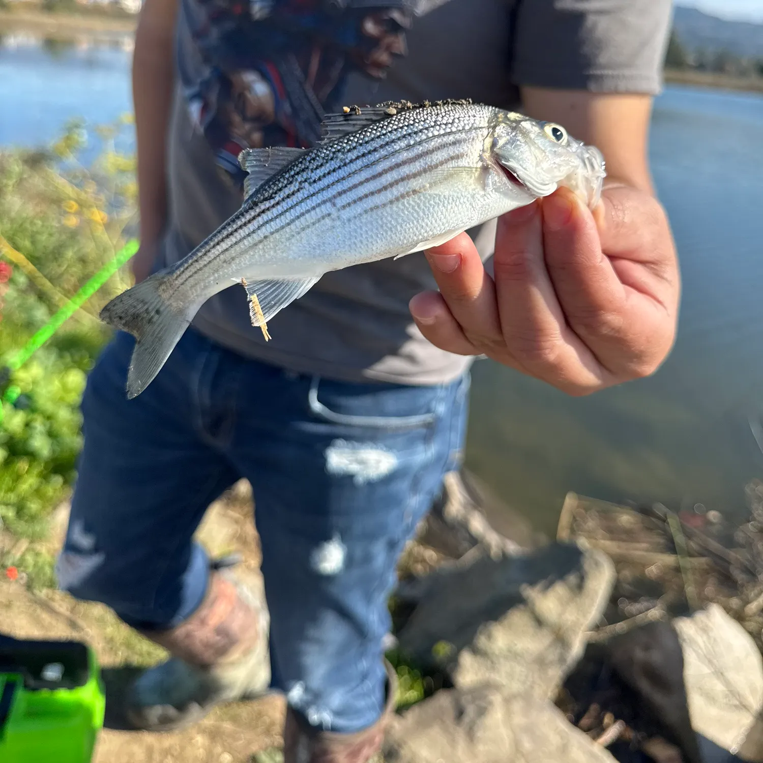 The most recent Striped bass catches on Fishbrain