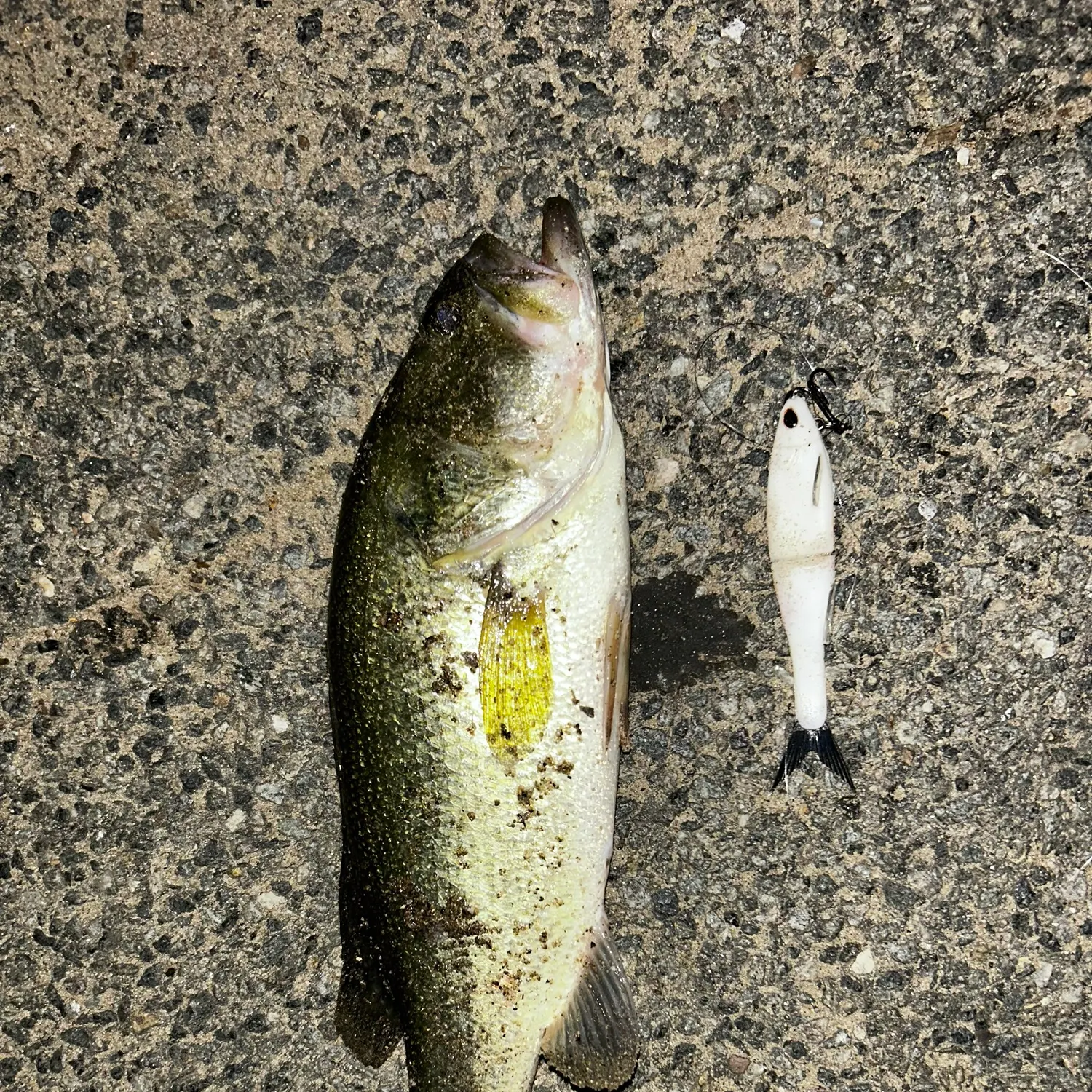Largemouth bass caught on Fishbrain