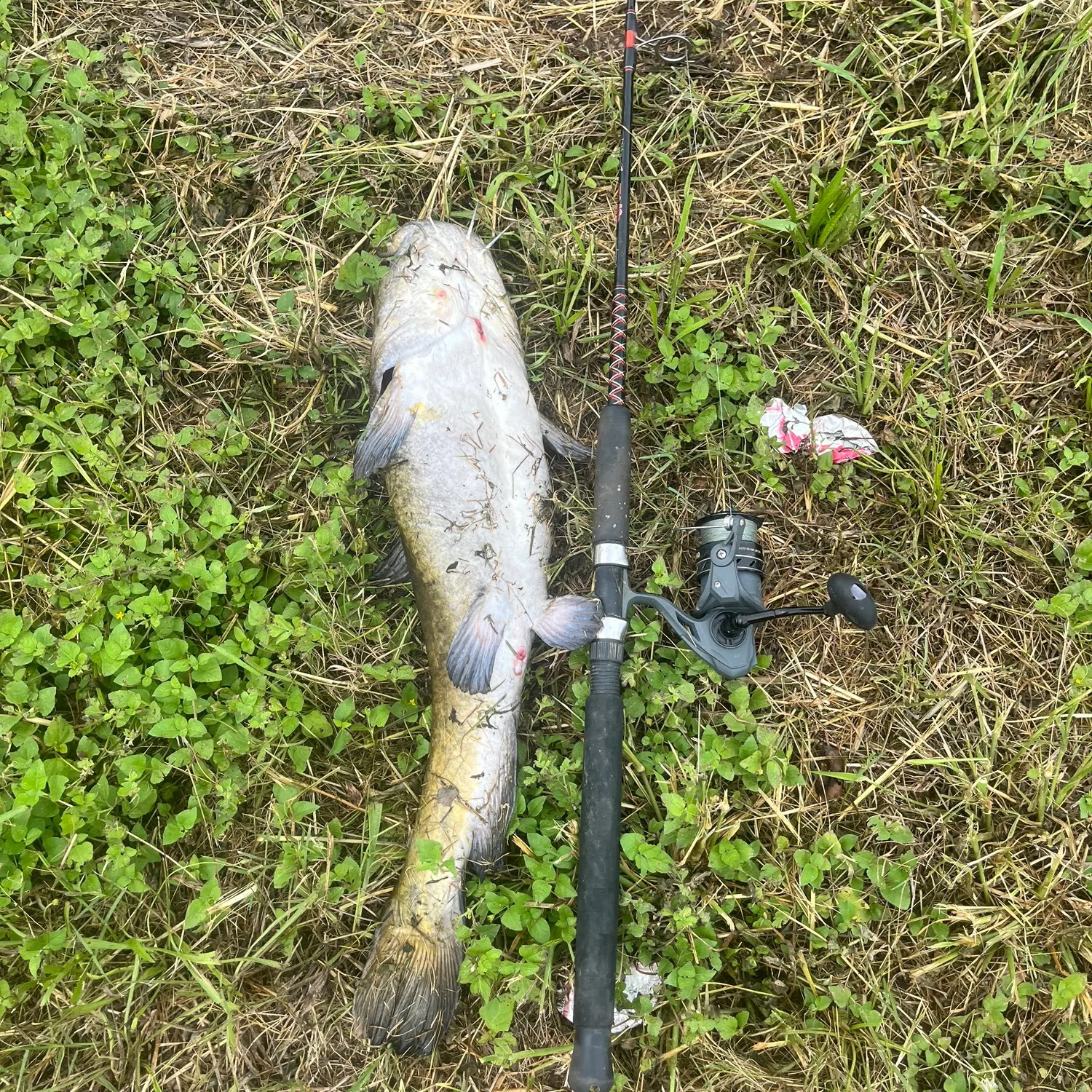 The most recent Flathead catfish catches on Fishbrain