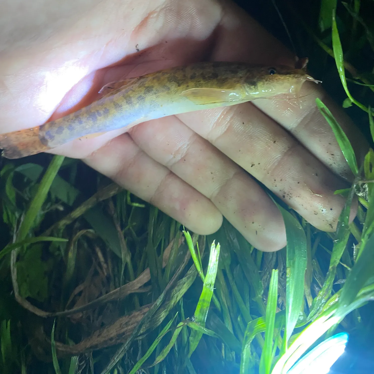 The most recent Stone loach catches on Fishbrain