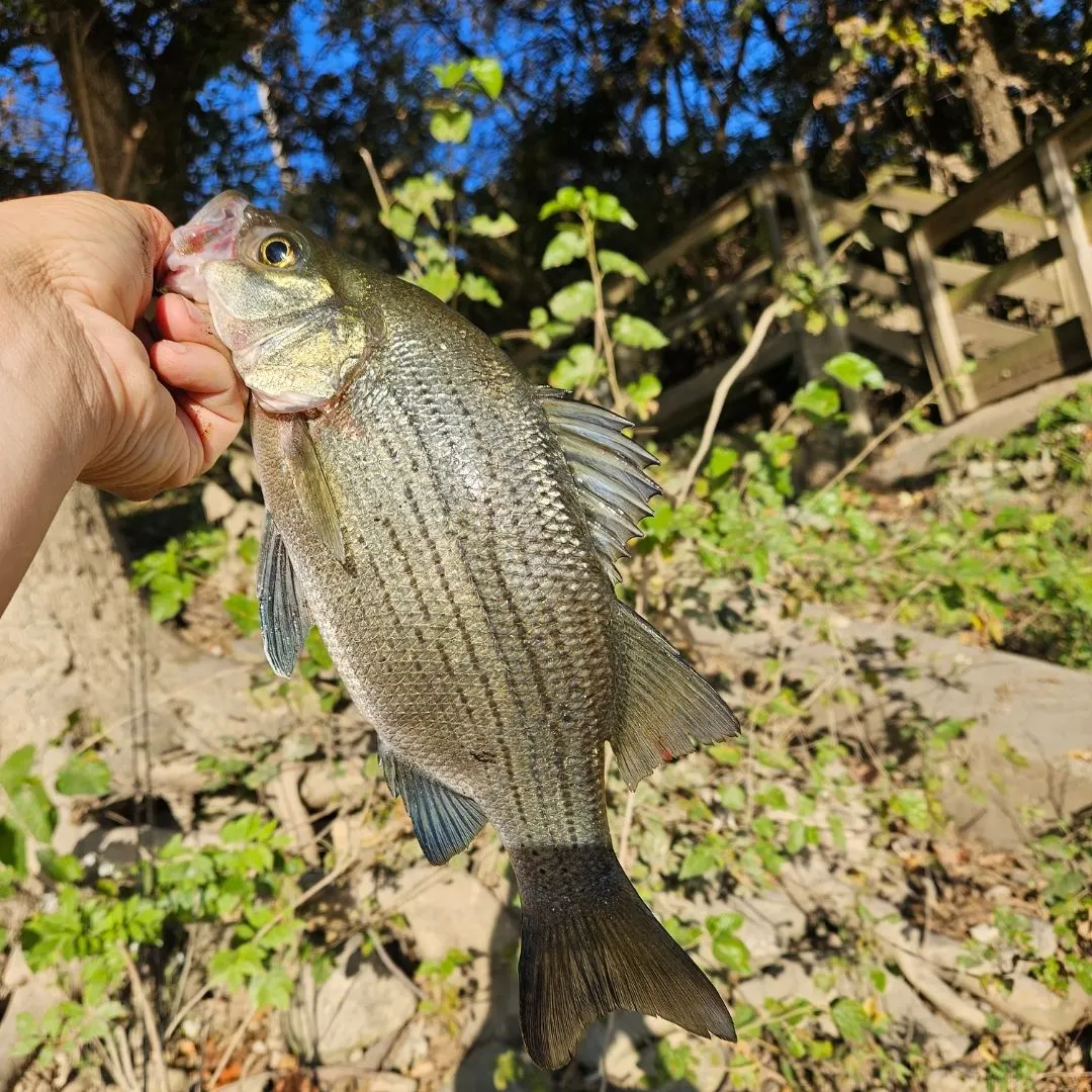 White bass caught on Fishbrain