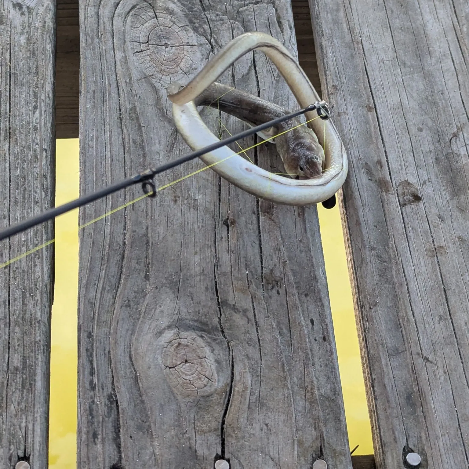 The most recent Asian swamp eel catches on Fishbrain