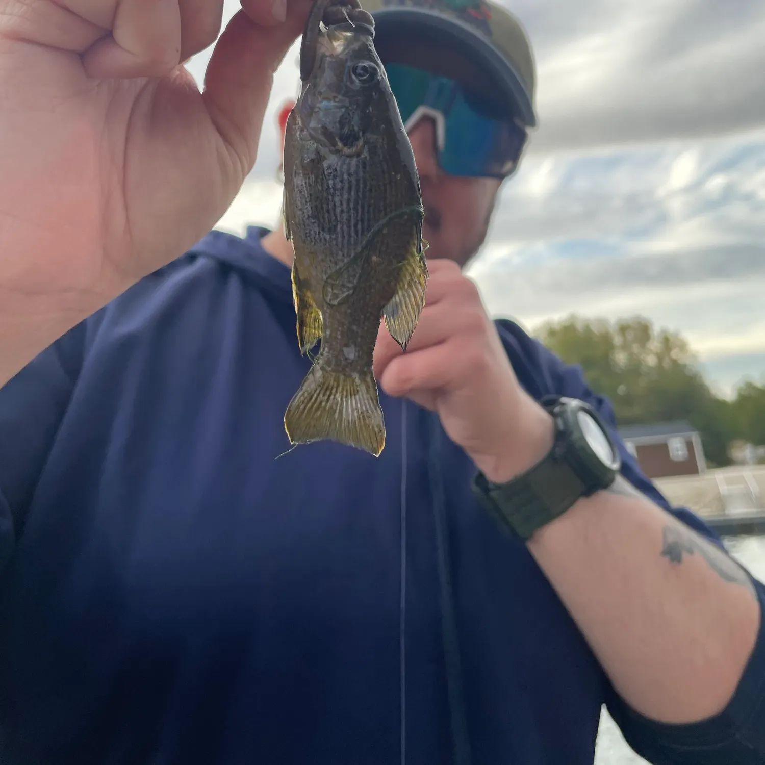 Green sunfish caught on Fishbrain
