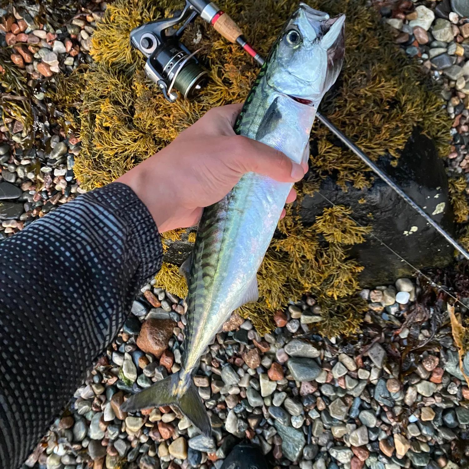 Atlantic mackerel caught on Fishbrain