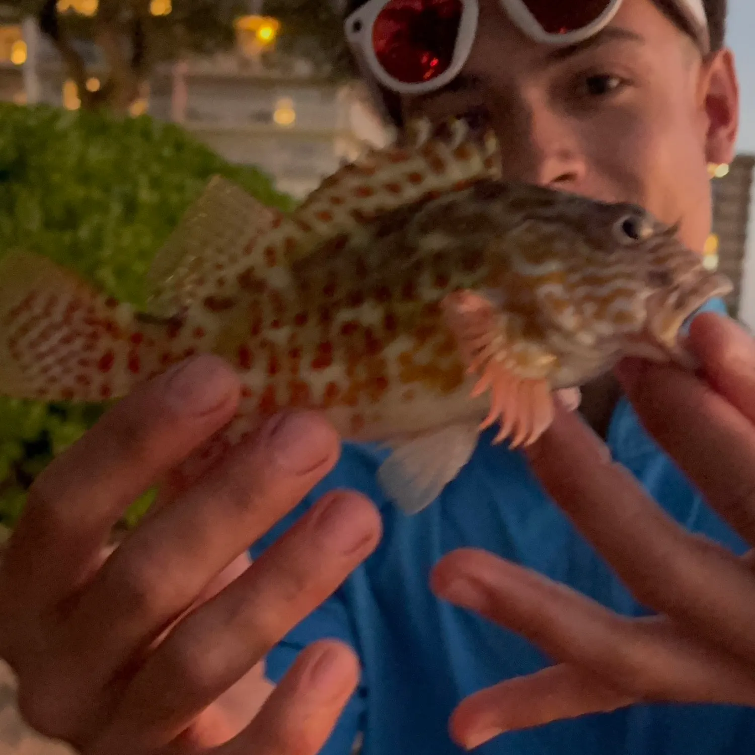 The most recent Stocky hawkfish catches on Fishbrain