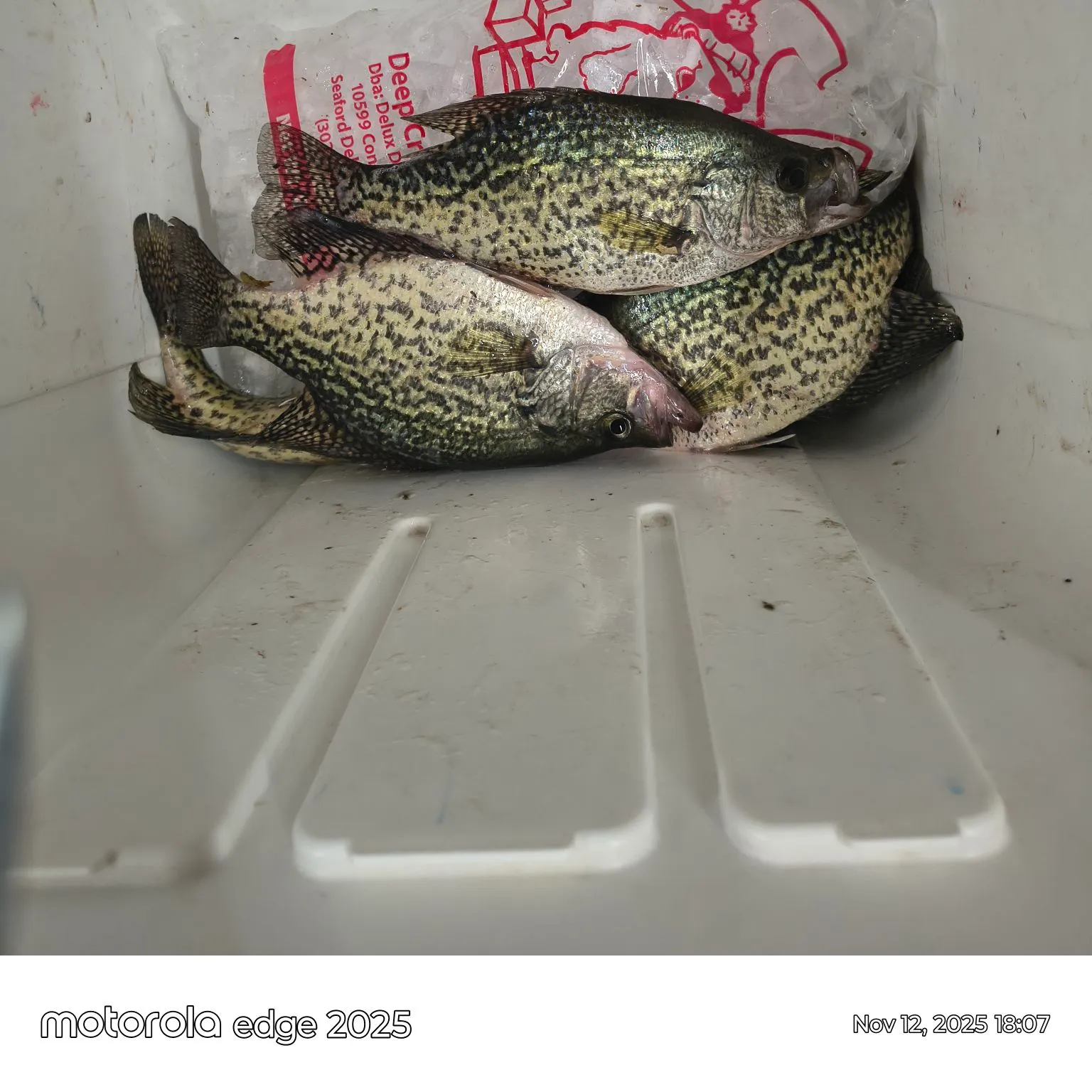 recently logged catches