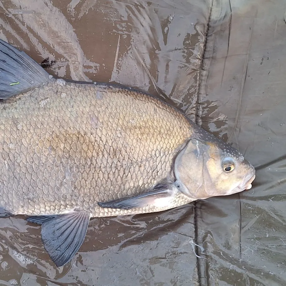 The most recent Common bream catches on Fishbrain