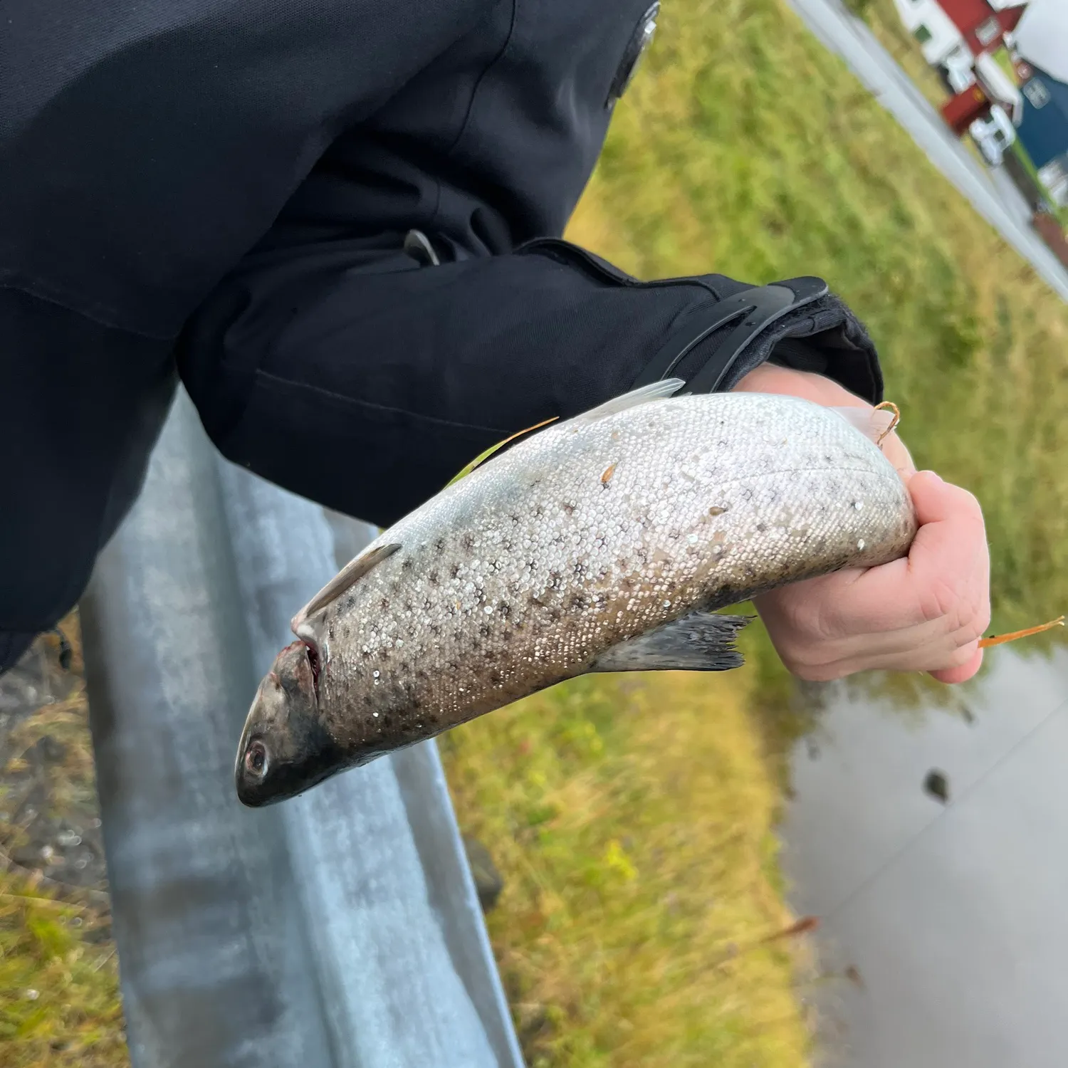 Fish caught on Fishbrain