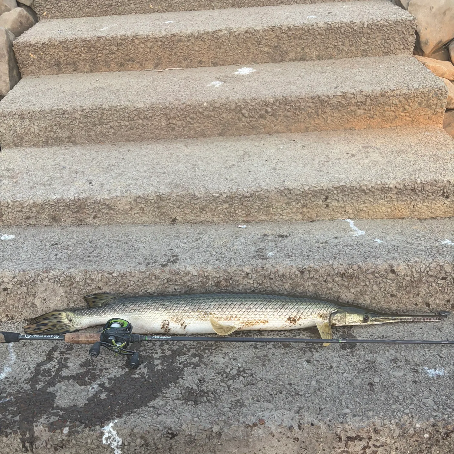 Longnose gar caught on Fishbrain
