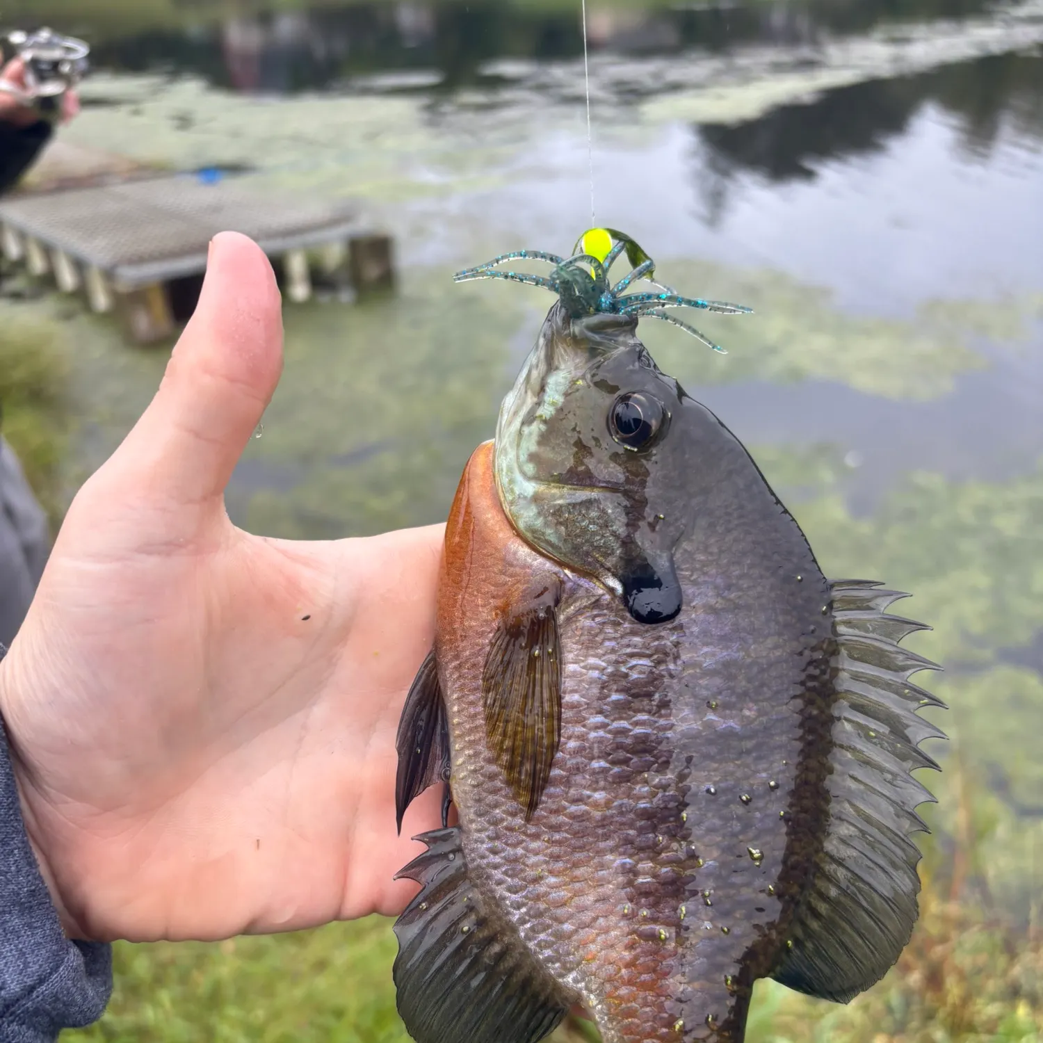Redbreast sunfish caught on Fishbrain